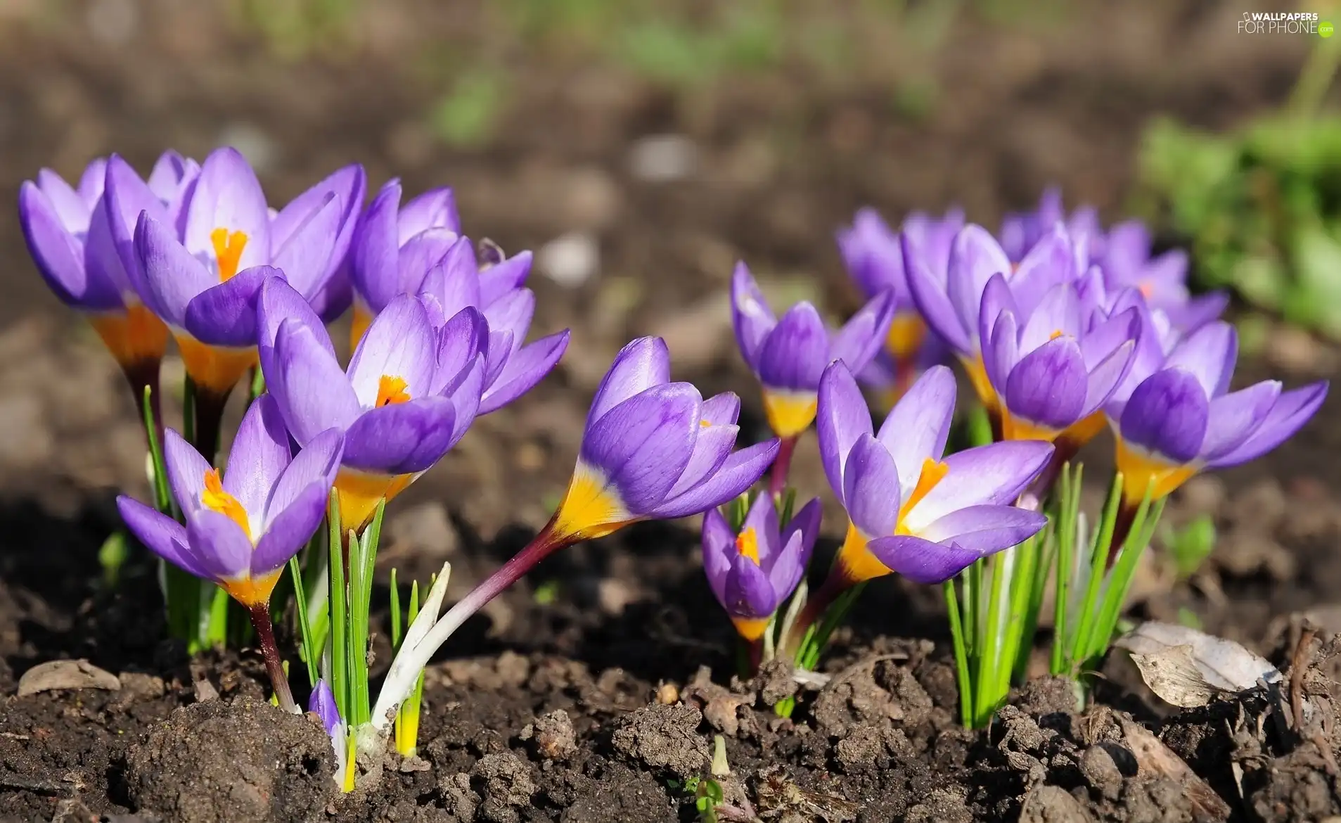 Spring, purple, crocuses