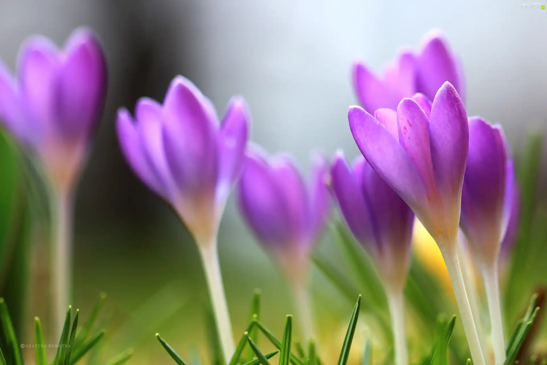 Spring, purple, crocuses