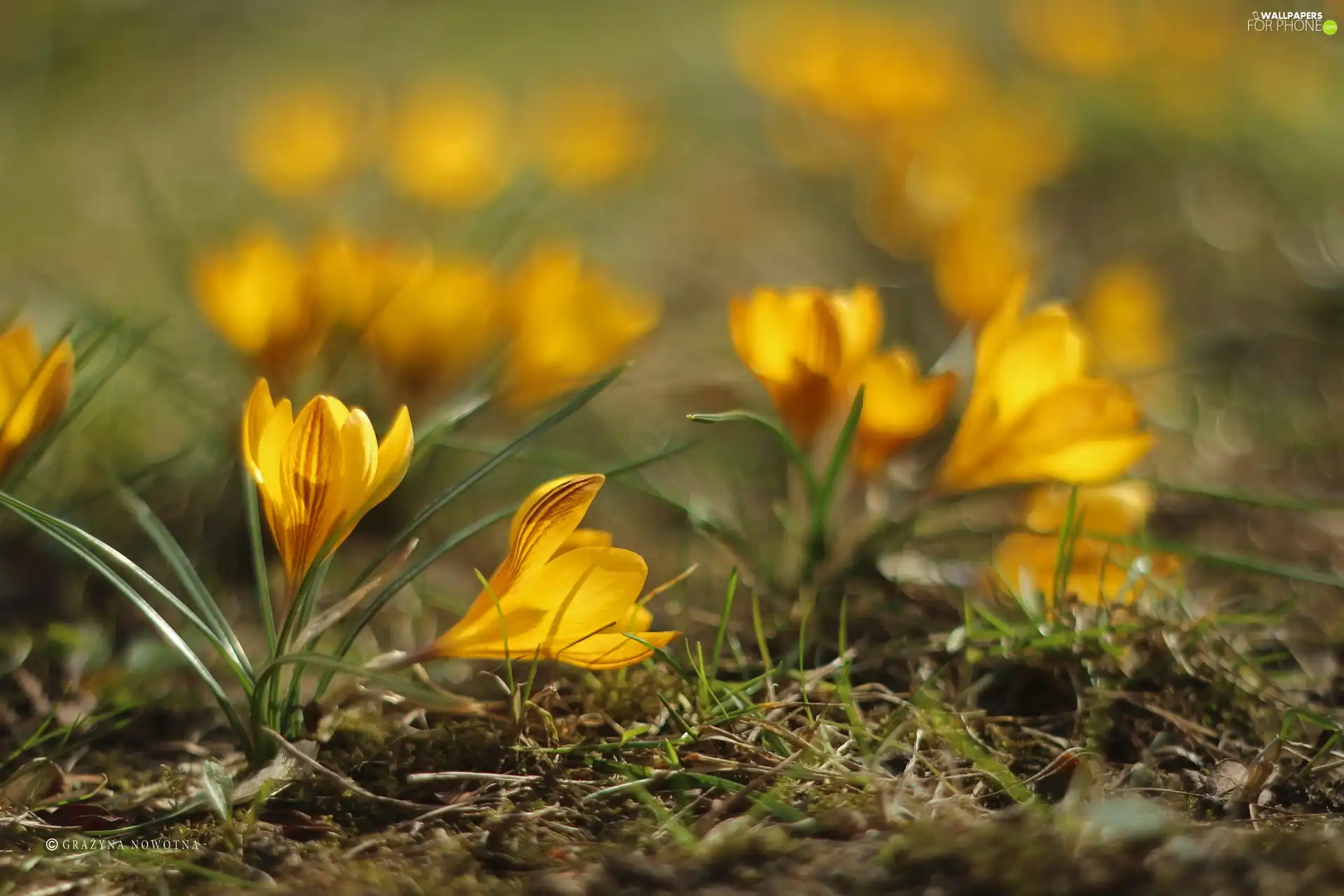 Spring, Yellow, crocuses