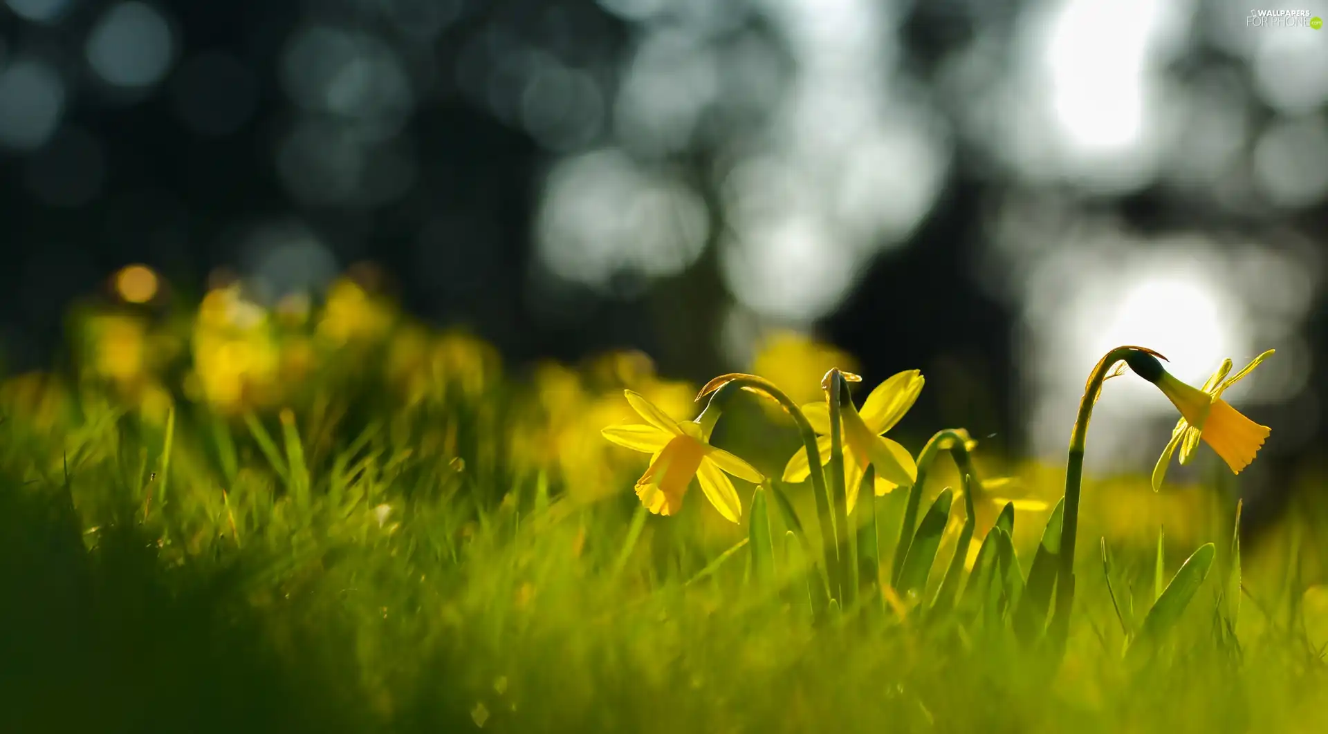 Daffodils, Spring