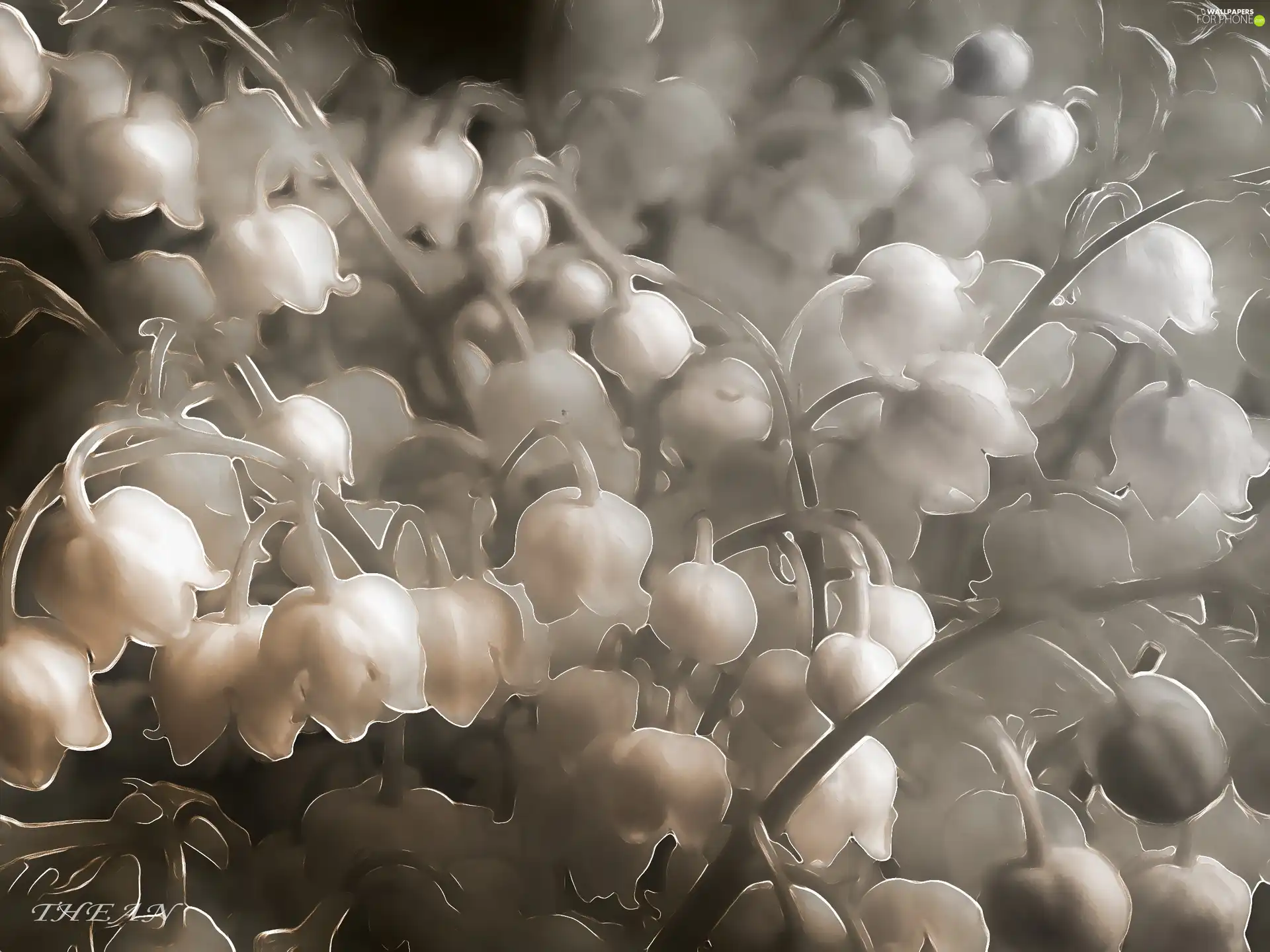 Spring, lilies, Flowers