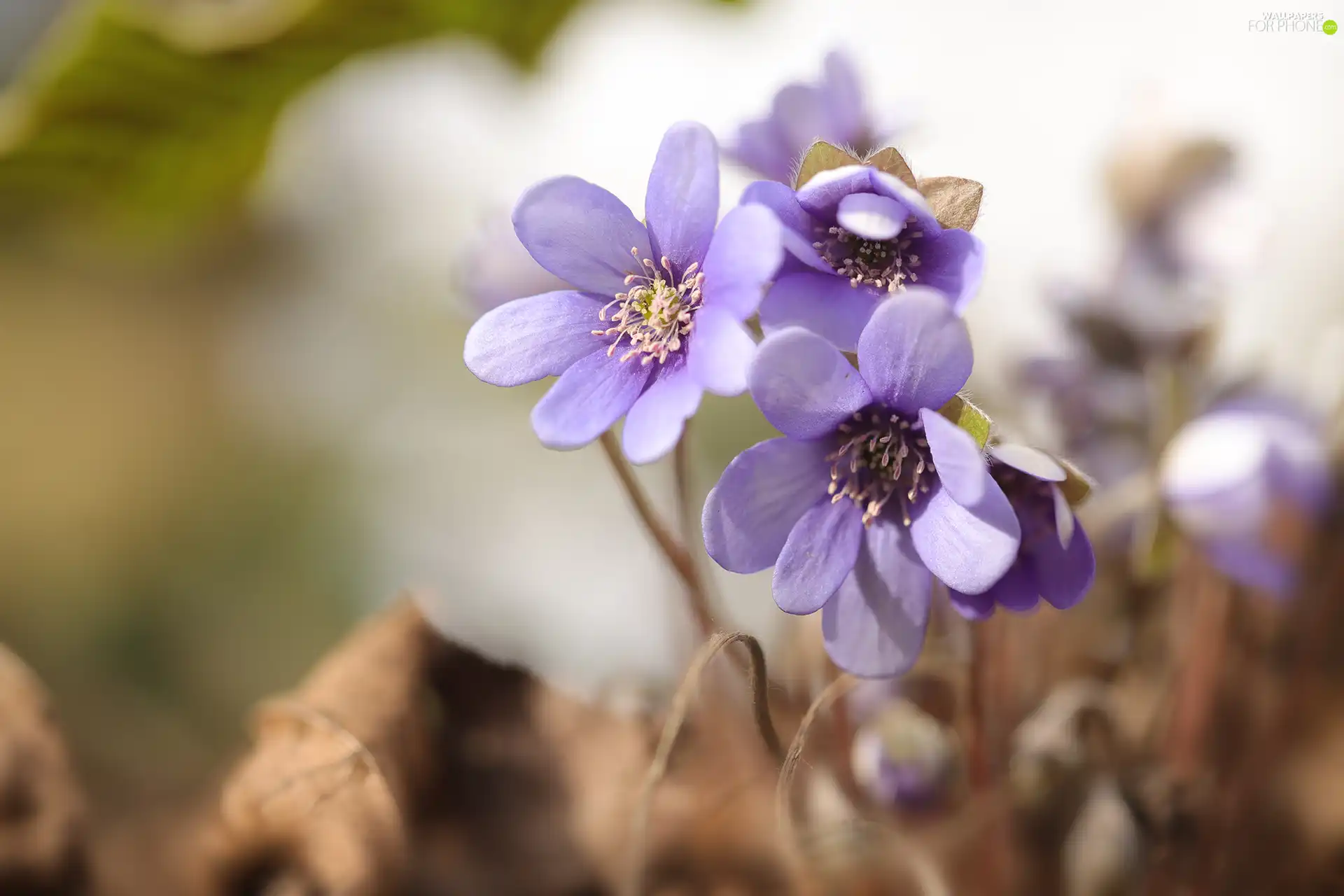 Spring, Liverworts, Flowers