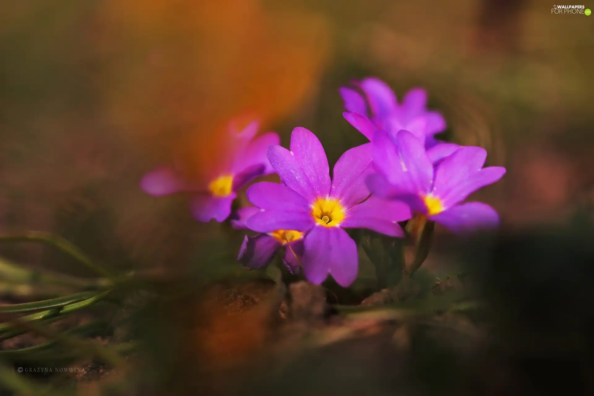 Spring, purple, Flowers