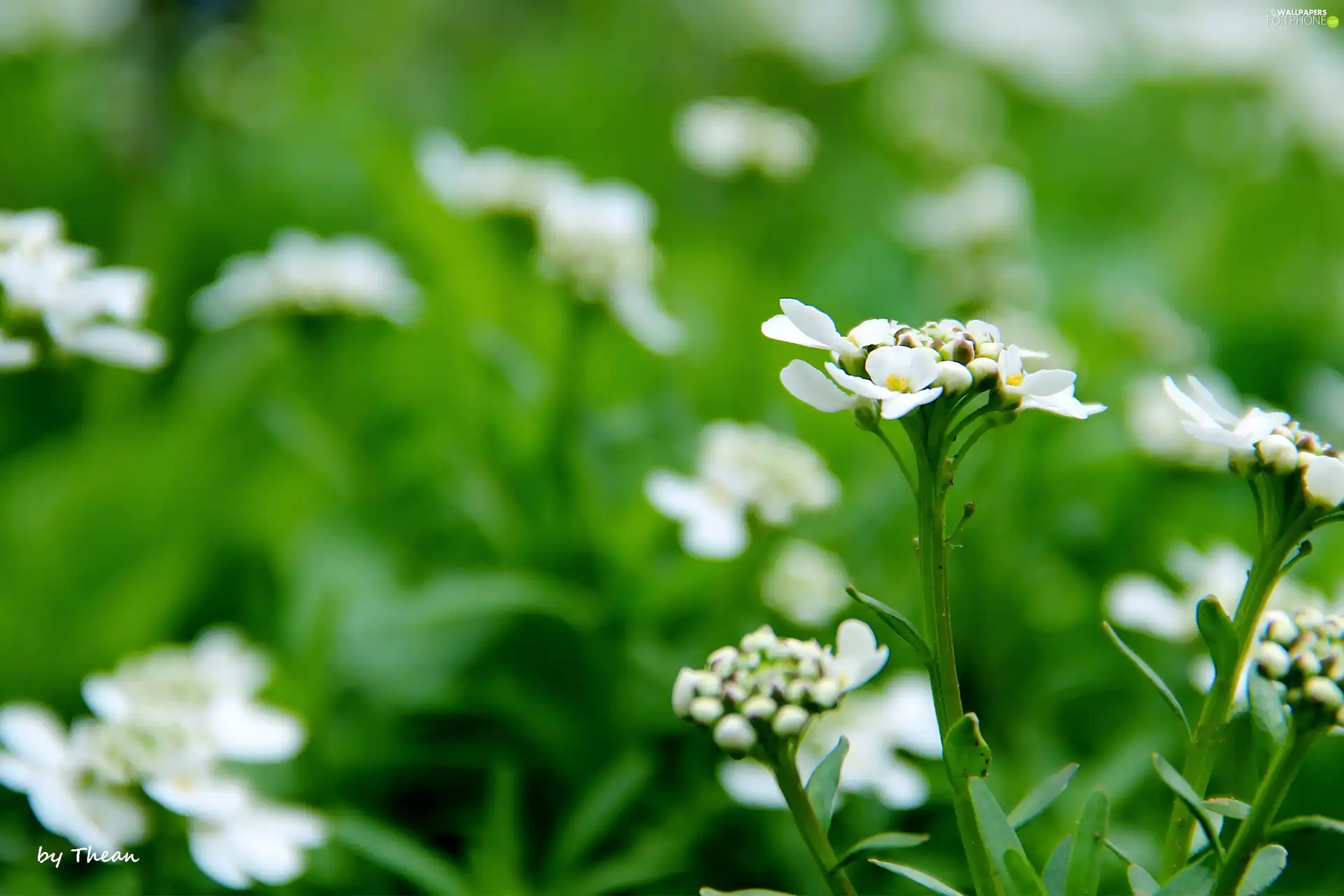 Spring, White, Flowers