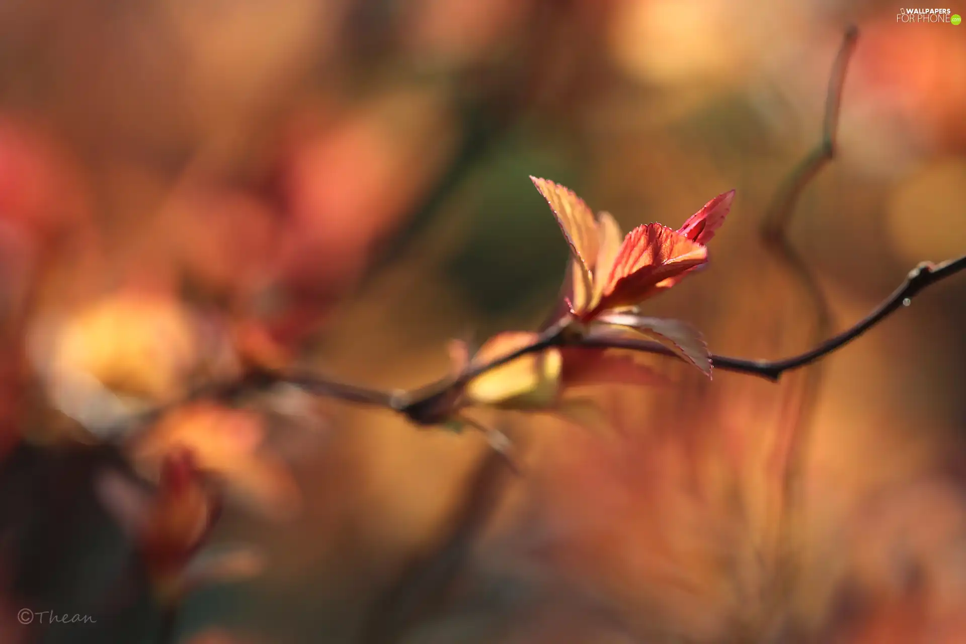 Spring, Red, Leaf