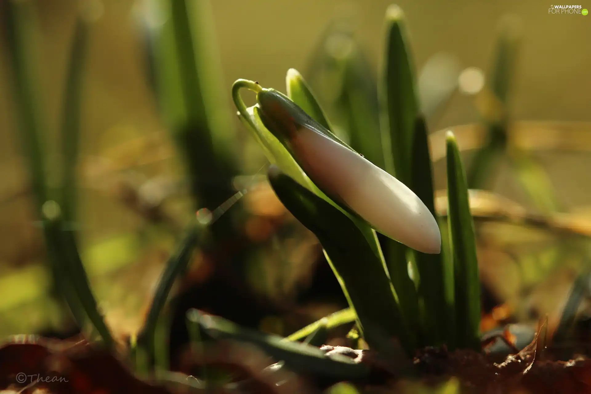 Snowdrop, Colourfull Flowers, Spring, White