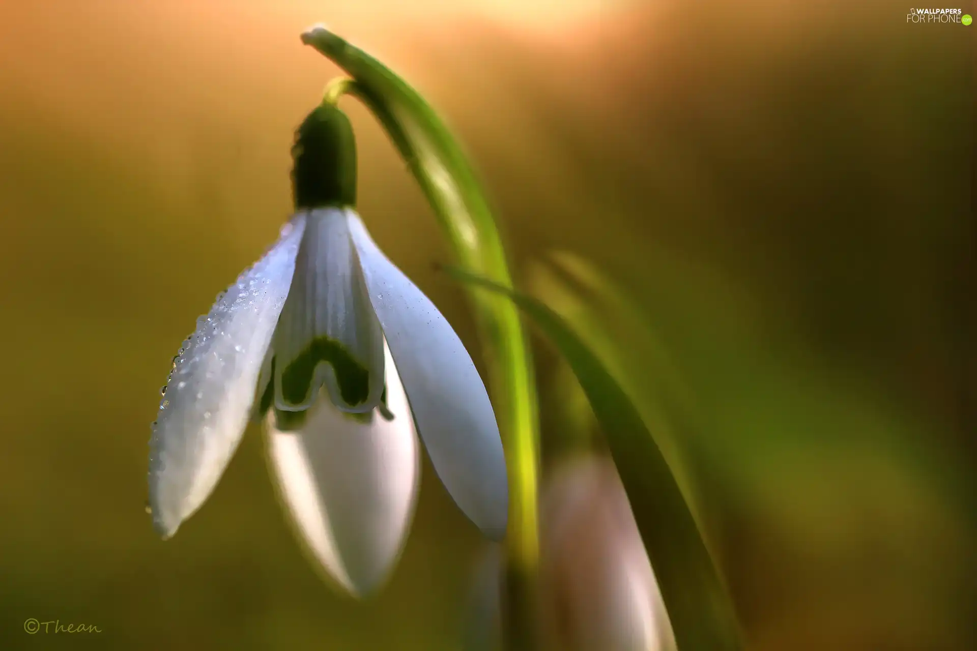 Snowdrop, Colourfull Flowers, Spring, White