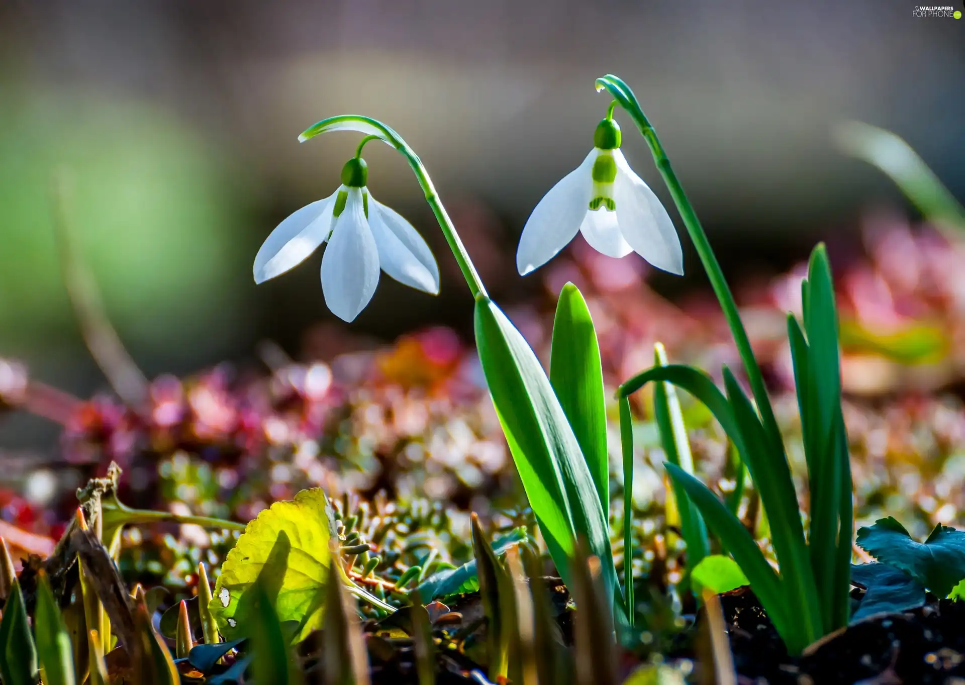 snowdrops, Spring