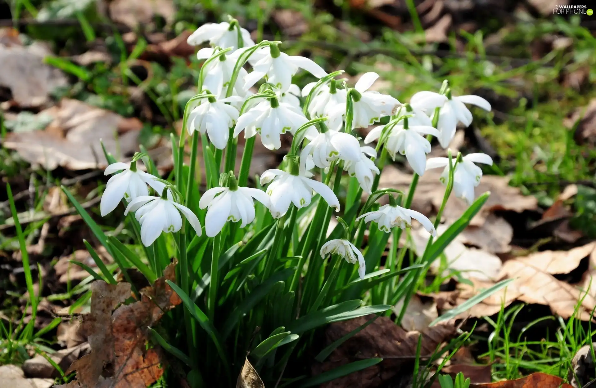 snowdrops, Spring