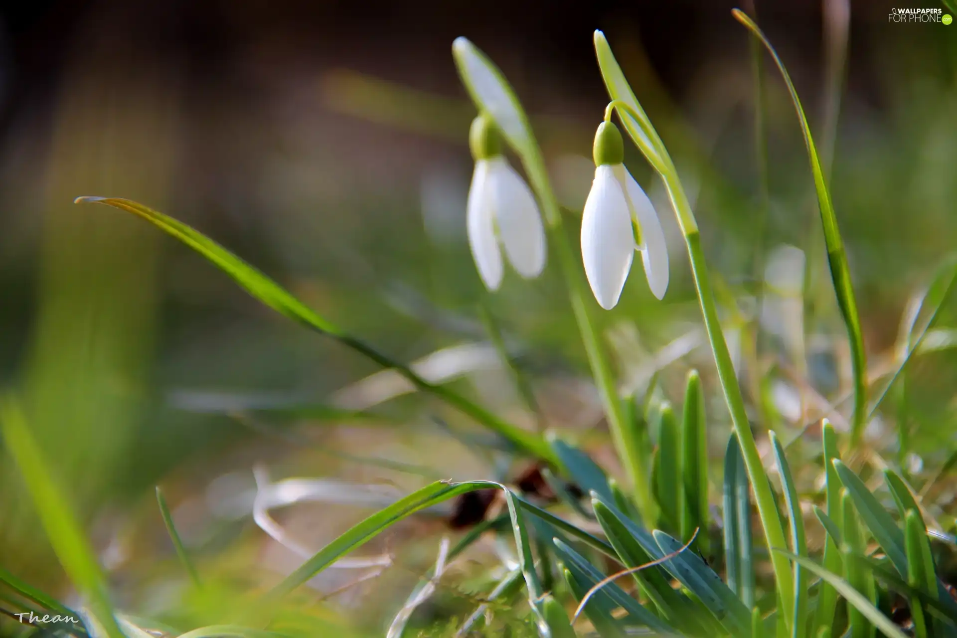 snowdrops, Spring