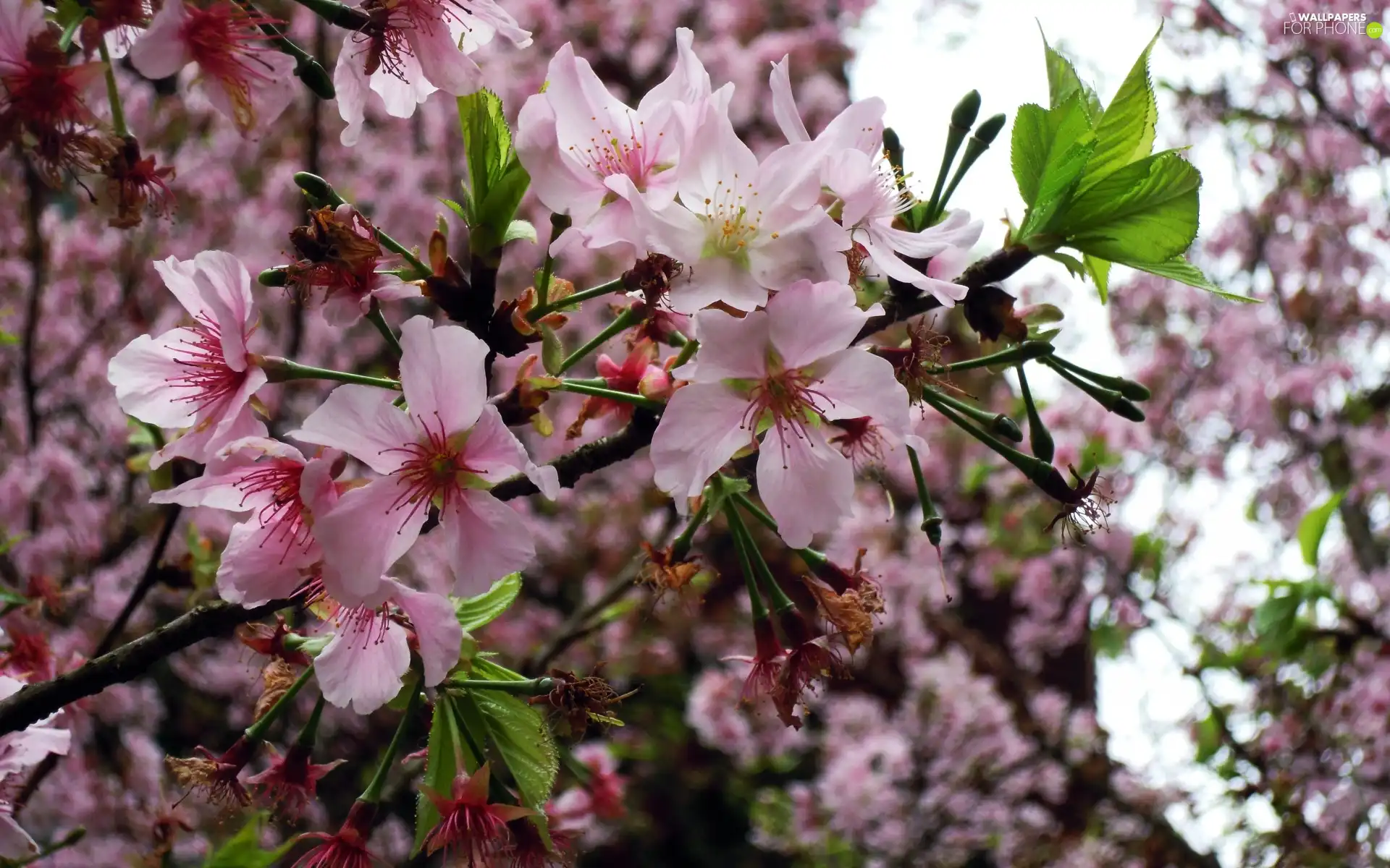 Spring, flourishing, trees