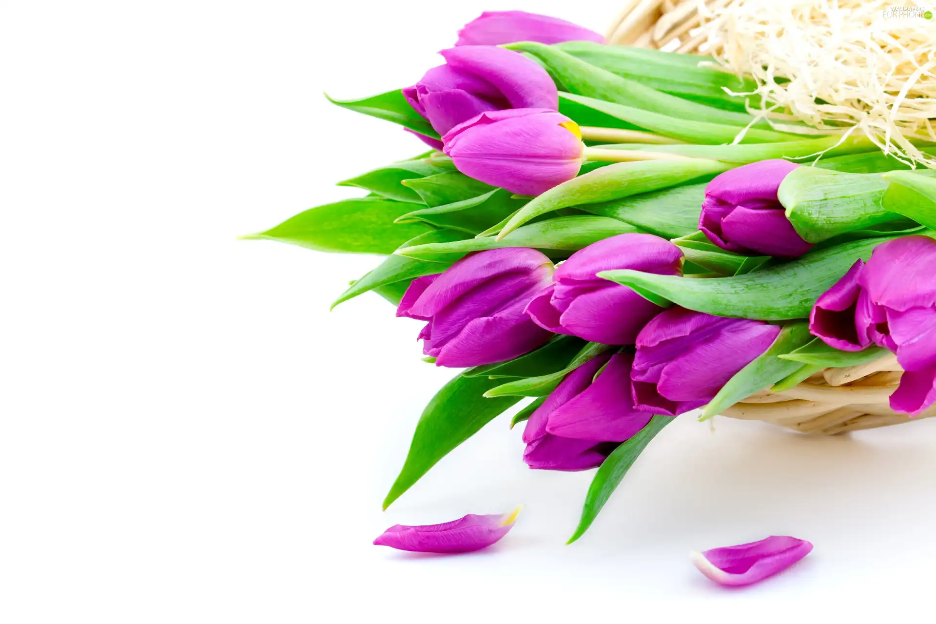Spring, purple, Tulips