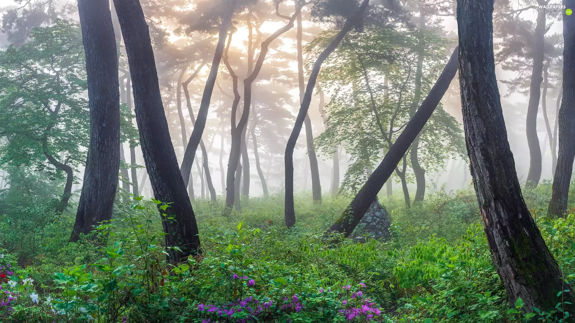 Fog, trees, forest, Spring, VEGETATION, viewes