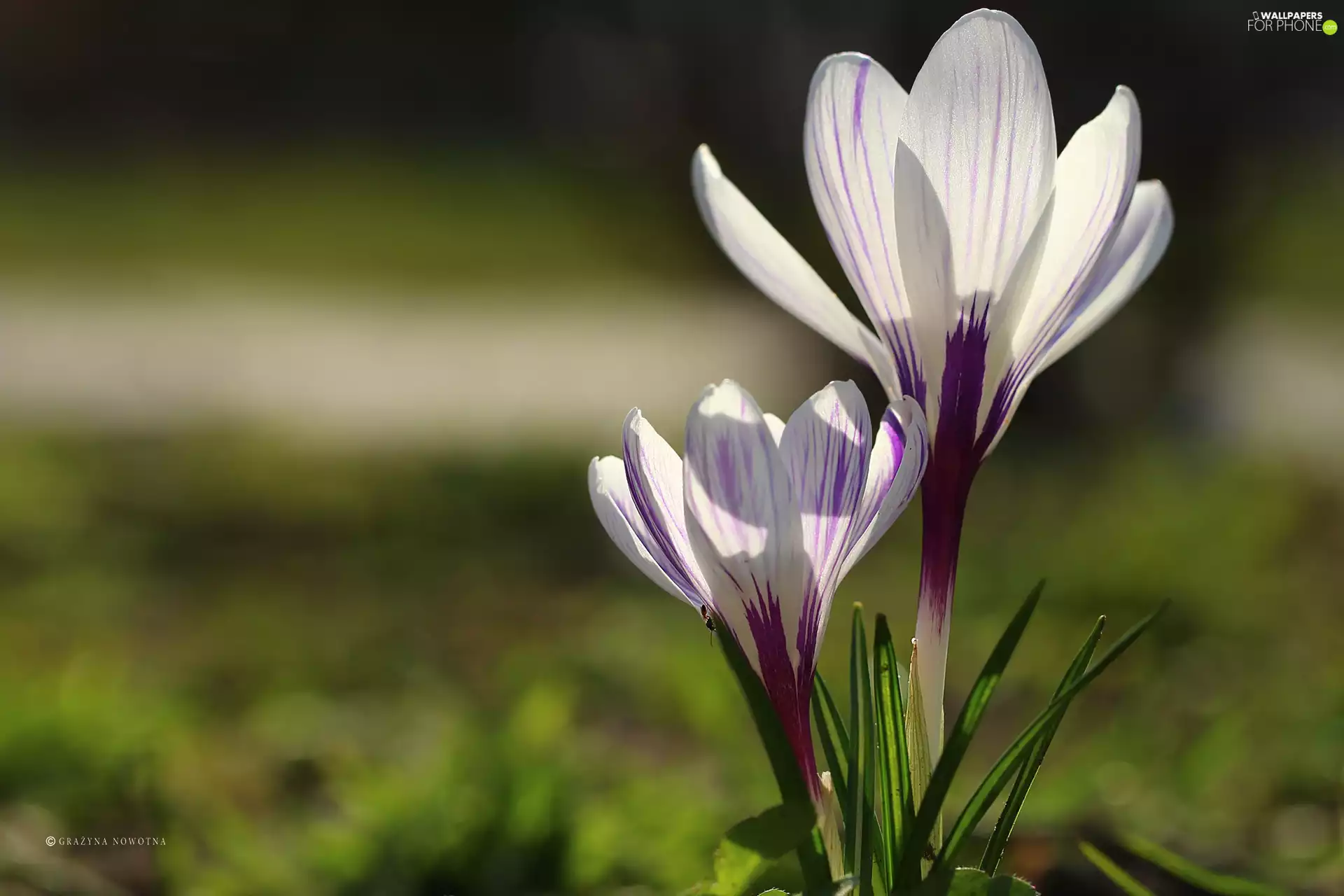 Spring, crocuses, White