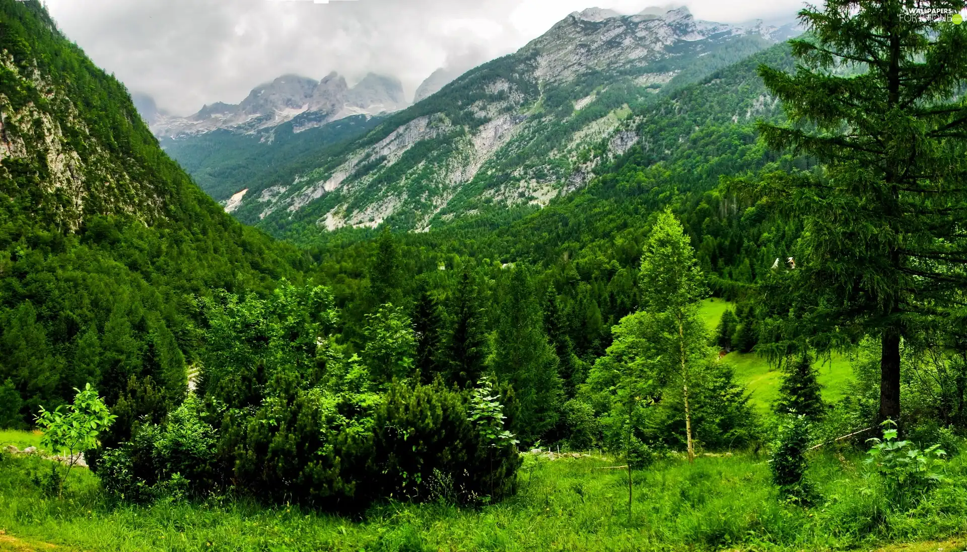 Spring, Mountains, woods