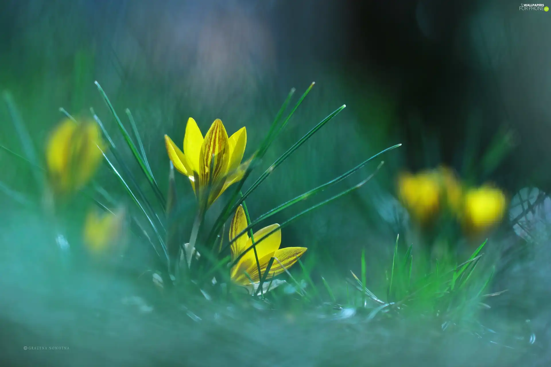 Yellow, Flowers, Spring, crocuses