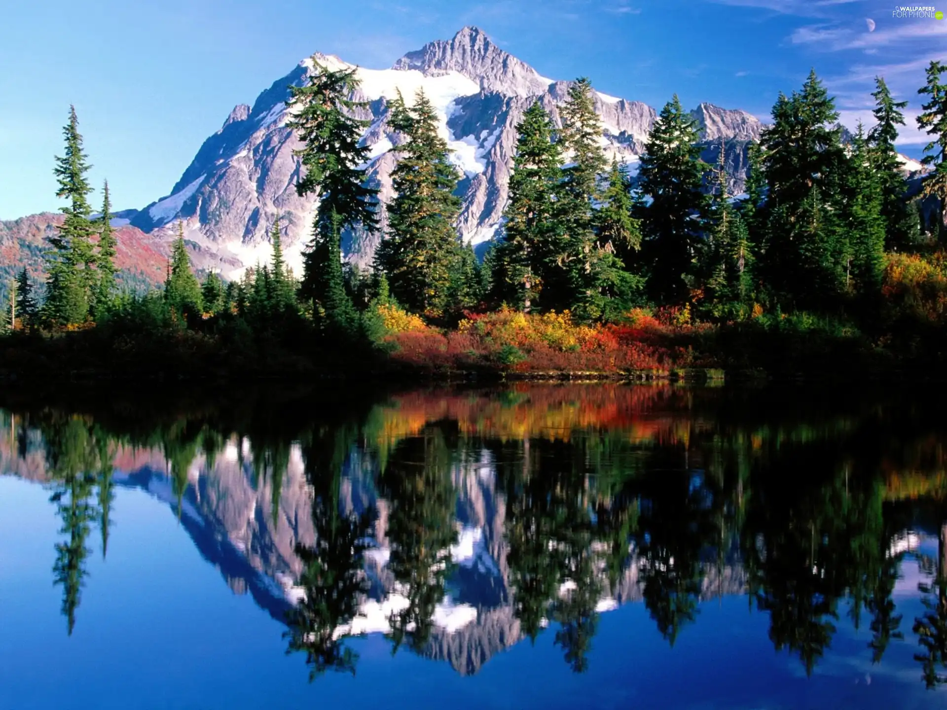 Spruces, lake, Mountains