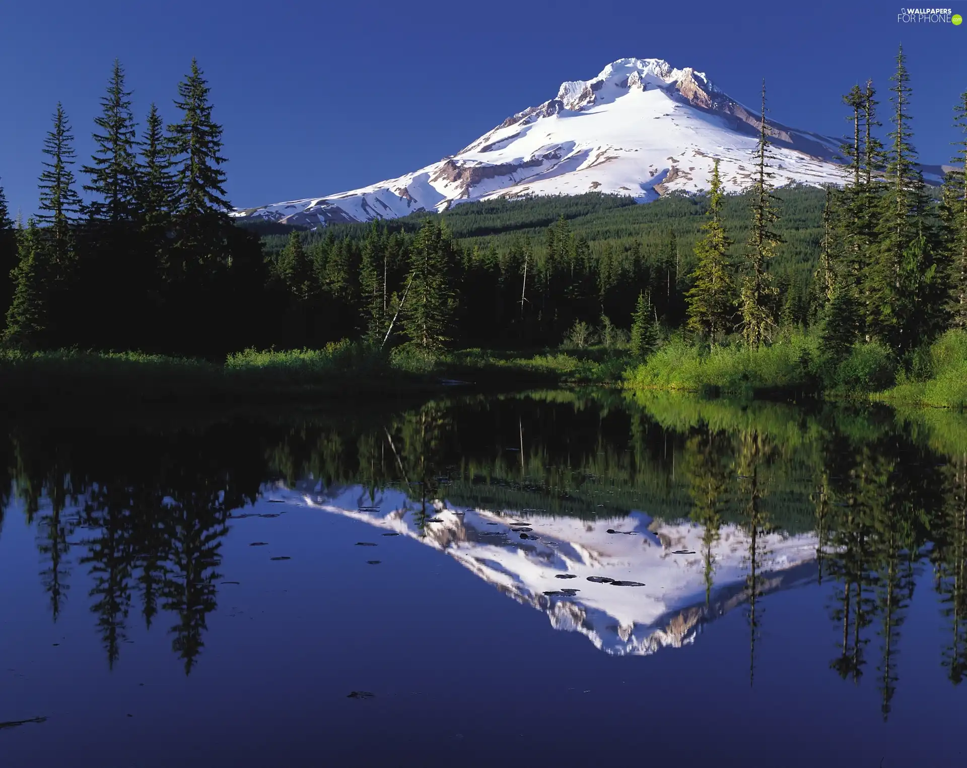 lake, mountains, Spruces, A snow-covered