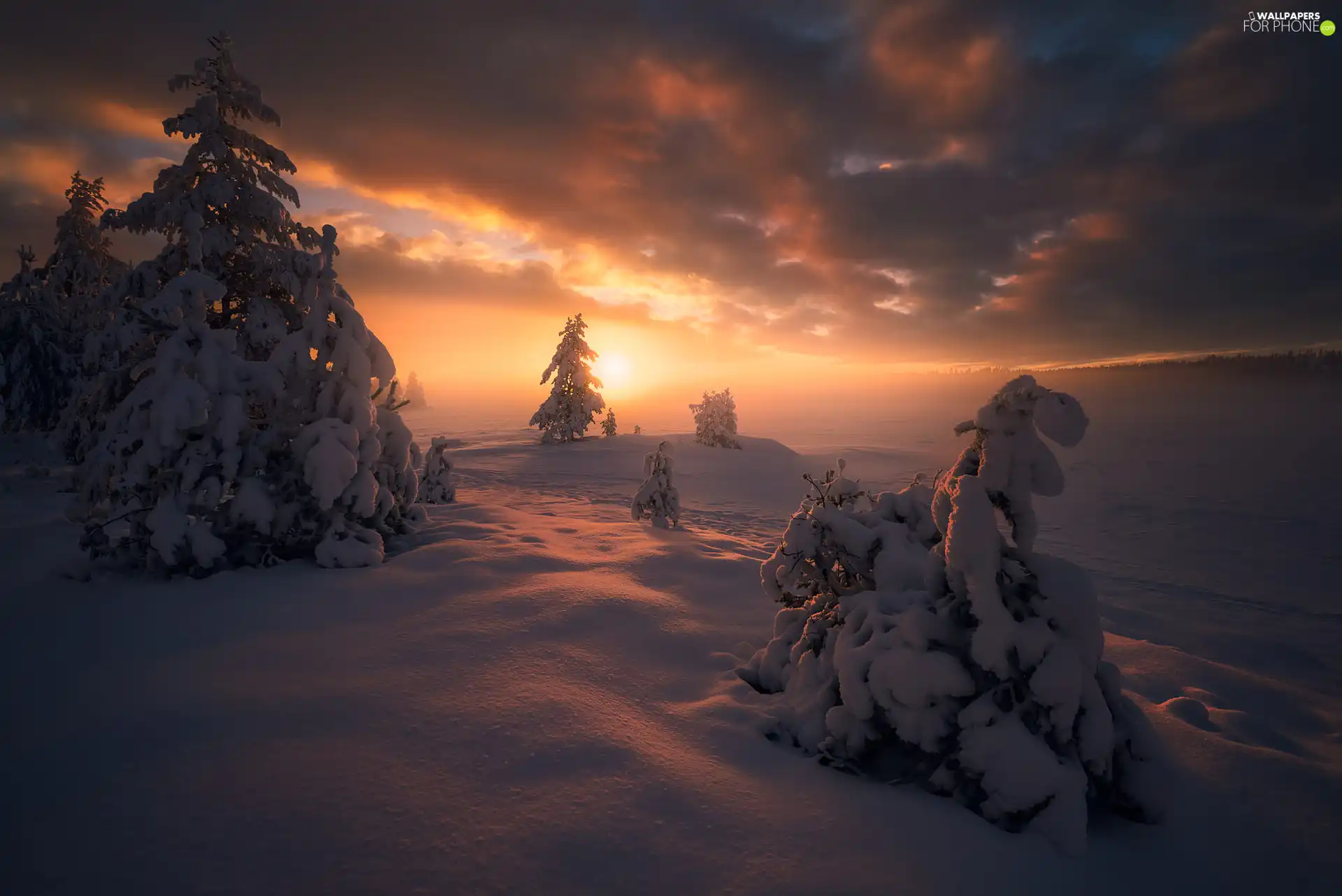 Snowy, winter, viewes, Spruces, trees, Great Sunsets