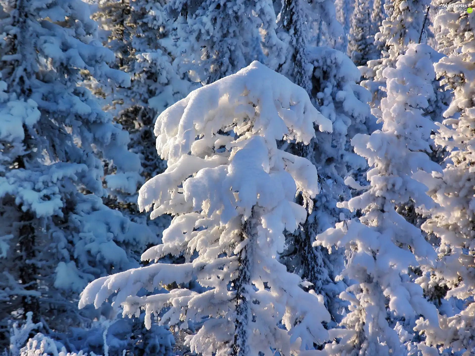 winter, Snowy, Spruces, forest