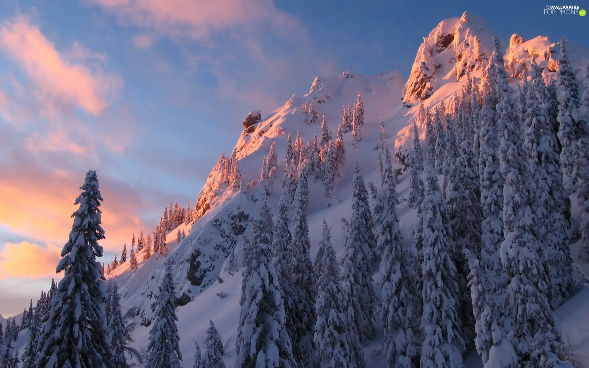 winter, Snowy, Spruces, Mountains