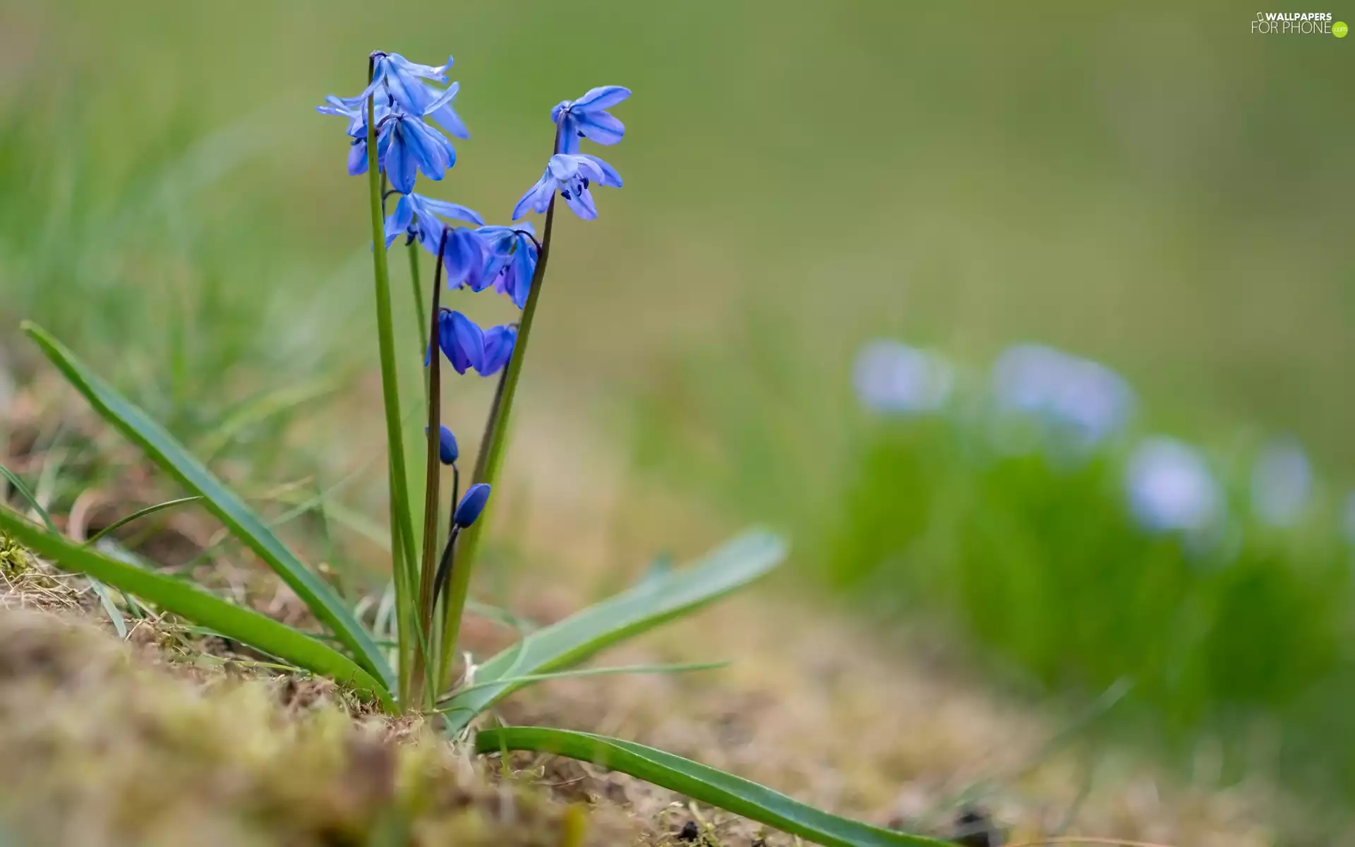 Flowers, leaves, blur, squill