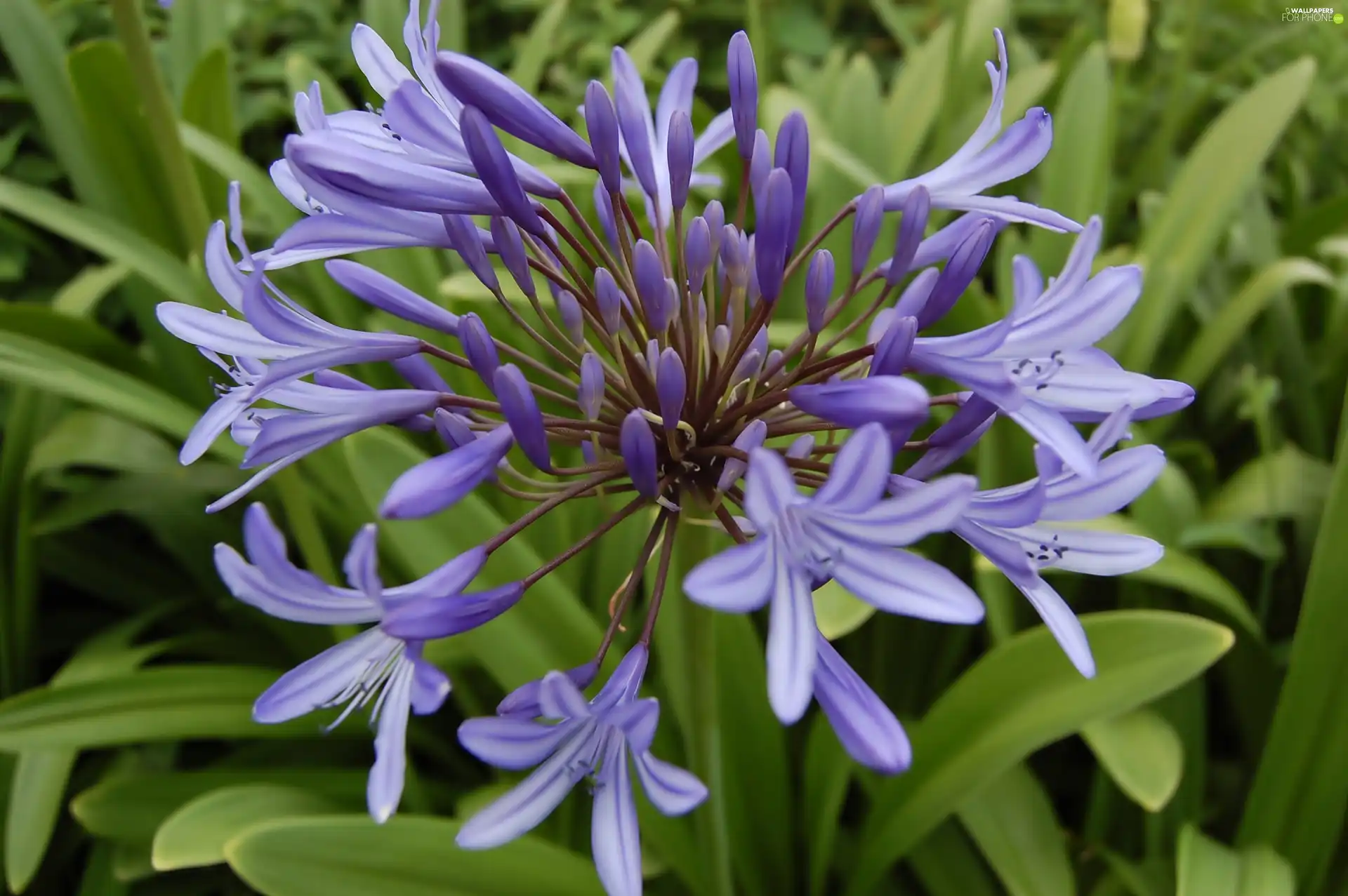 Flowers, squill