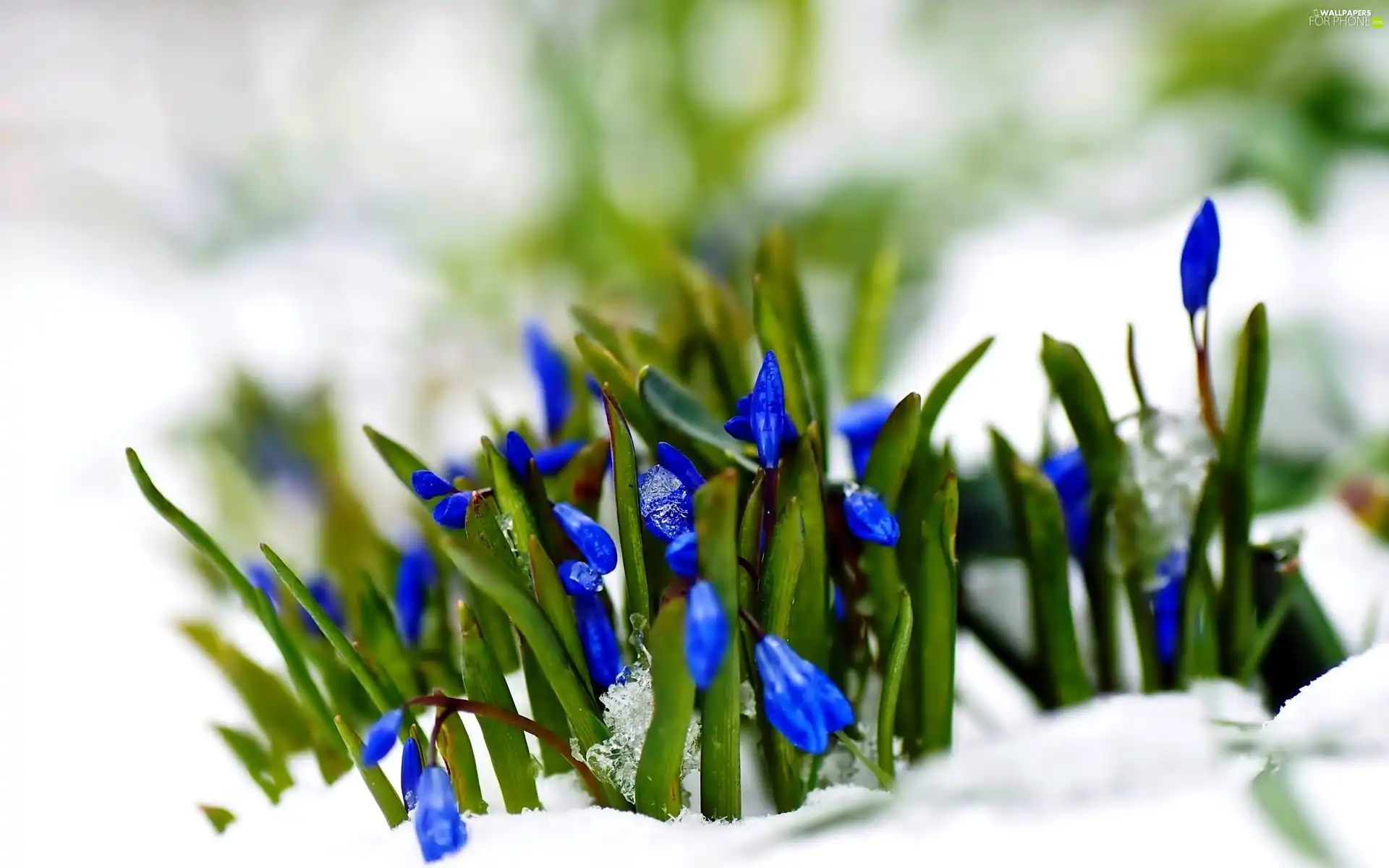 snow, squill