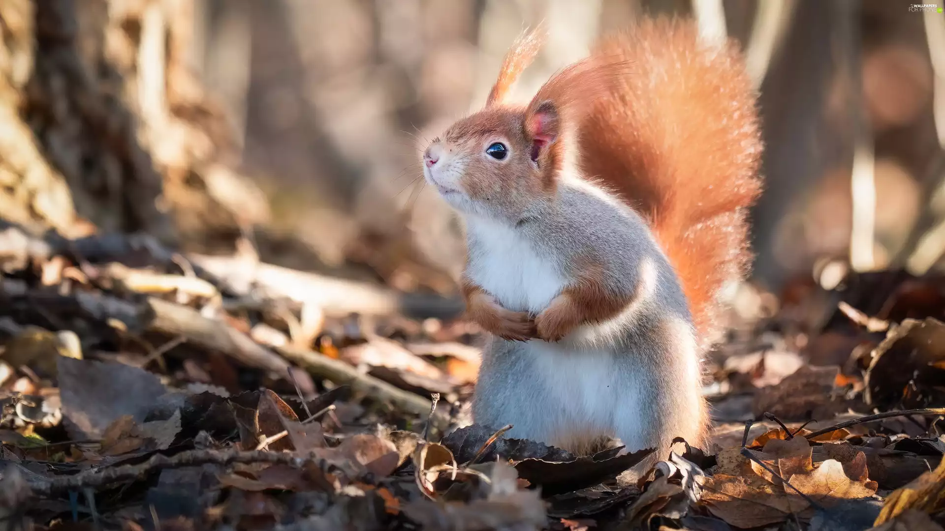 Ginger, dry, Leaf, squirrel