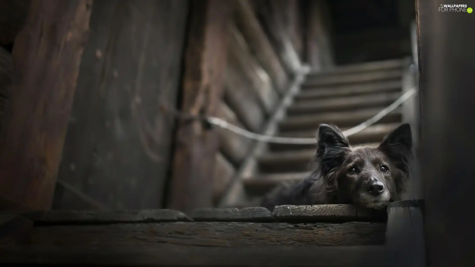 dog, podium, Stairs, muzzle