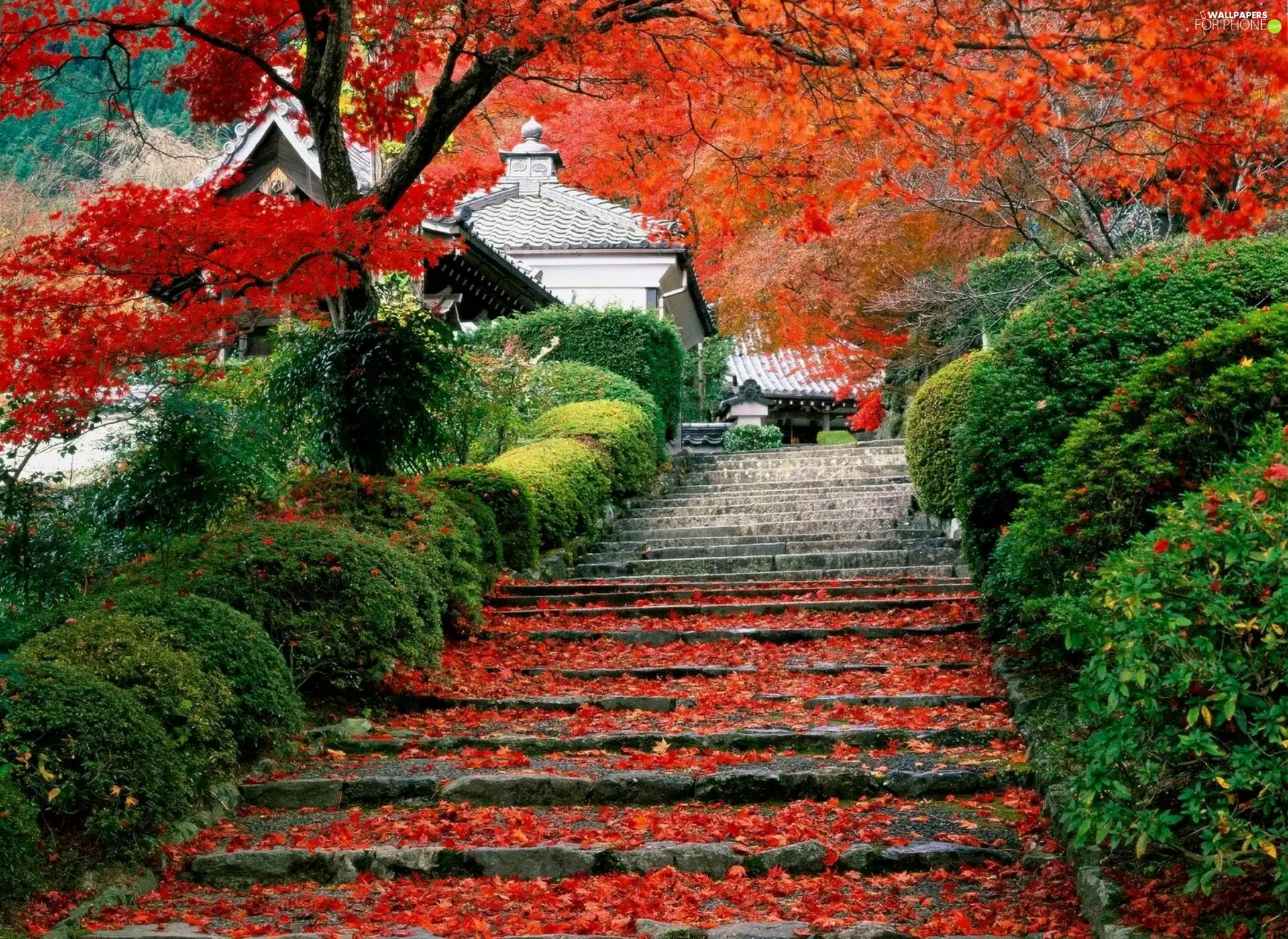 Stairs, Leaf, Japan, trees, house