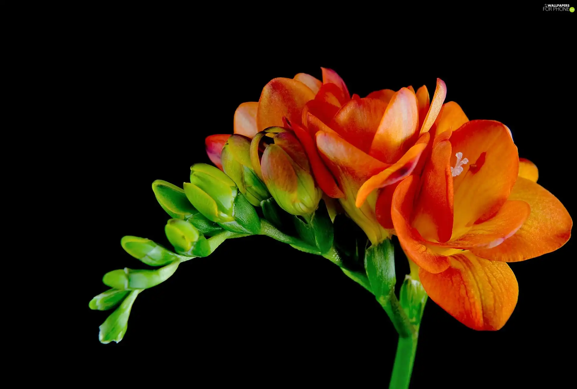 Colourfull Flowers, freesia, stalk