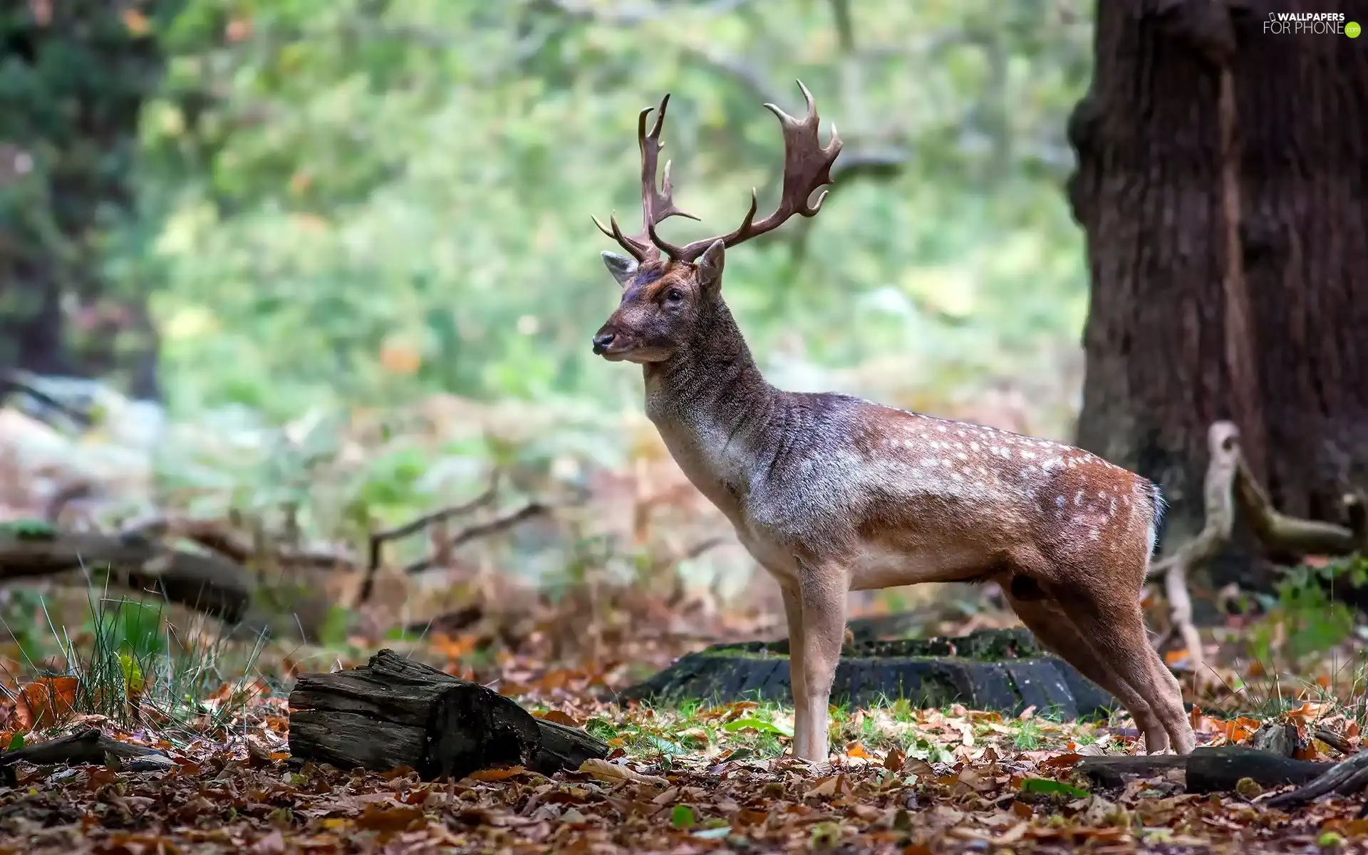 standing, deer