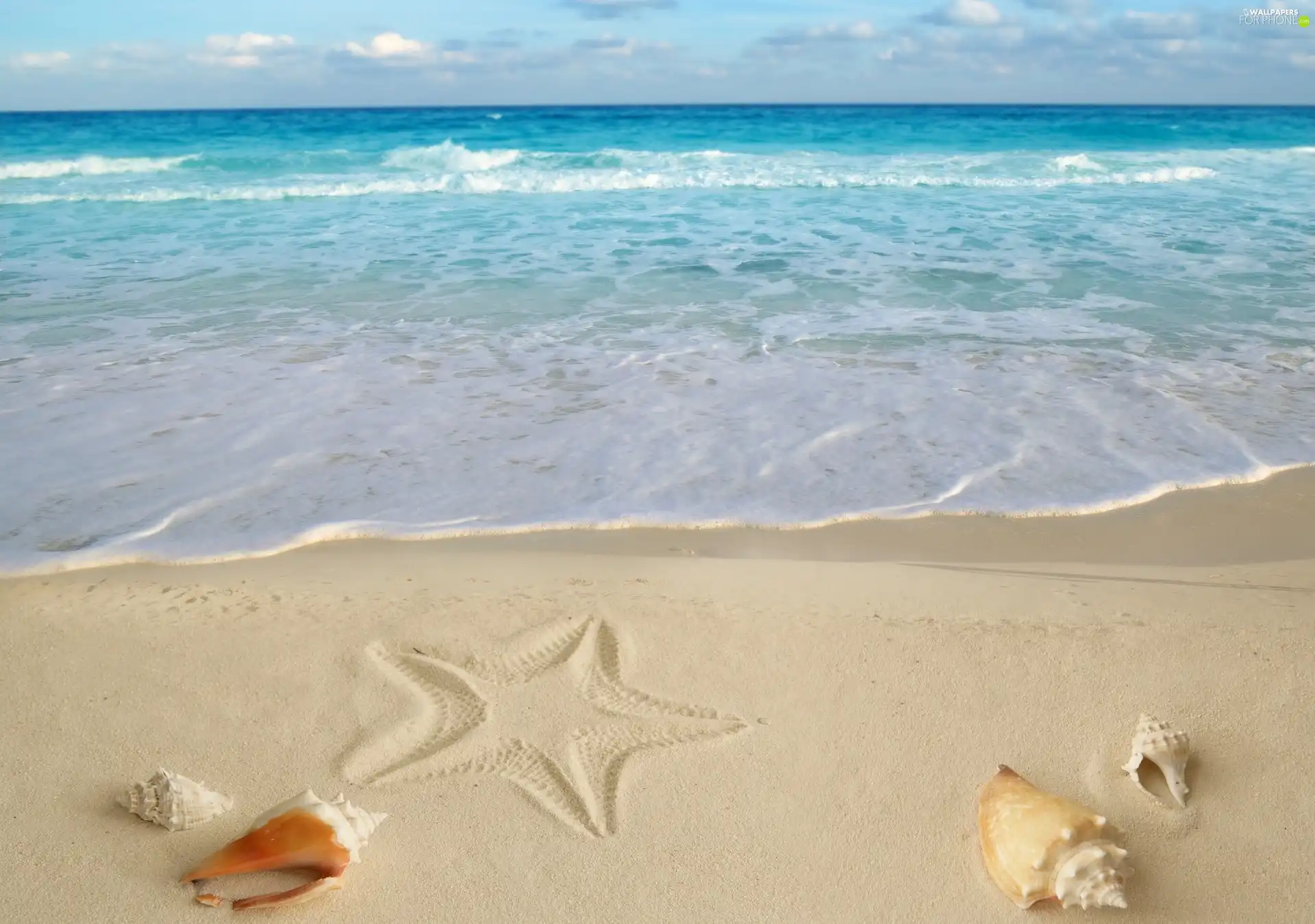 Beaches, Shells, starfish, Sand
