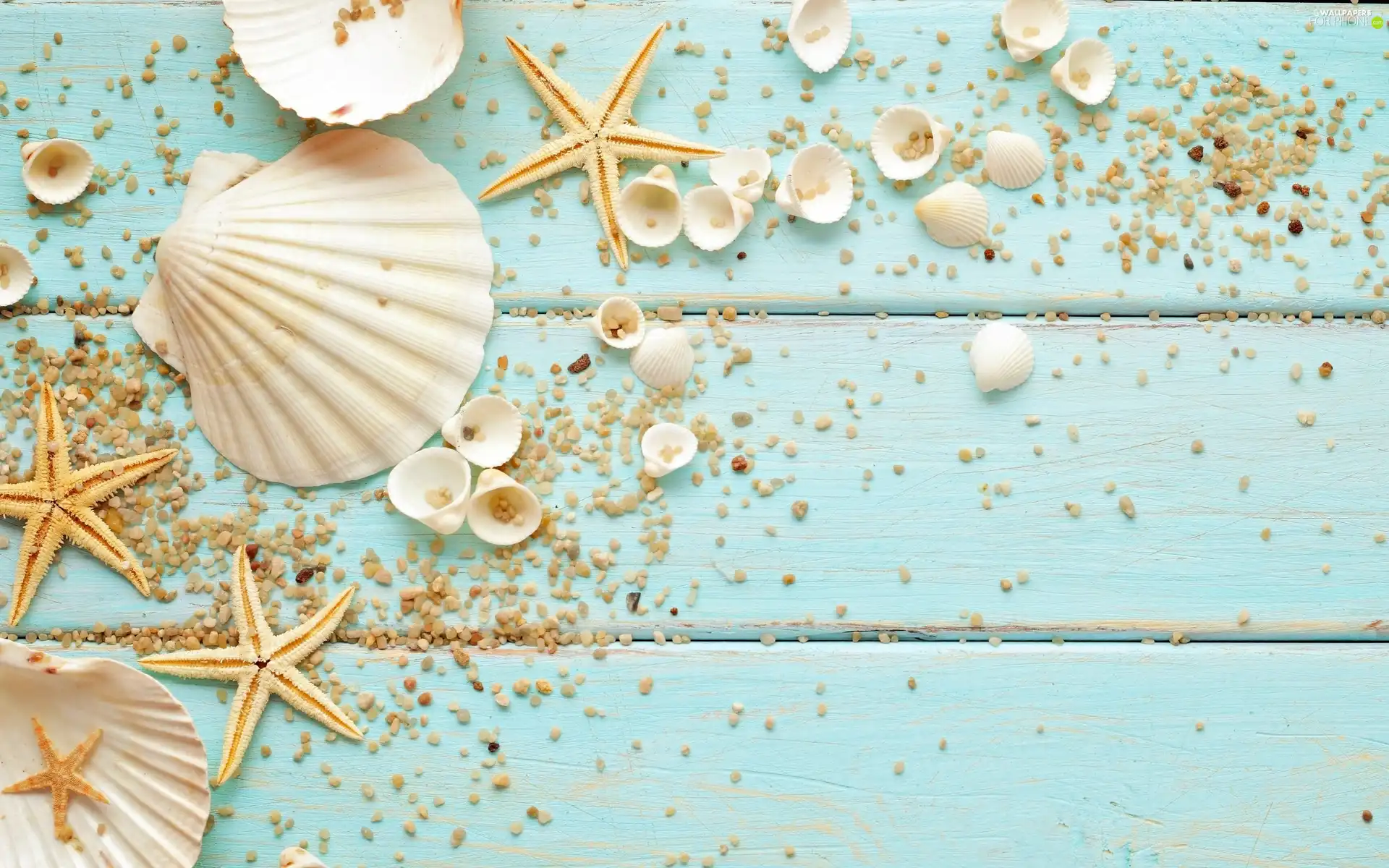 decoration, Shells, starfish, pebbles