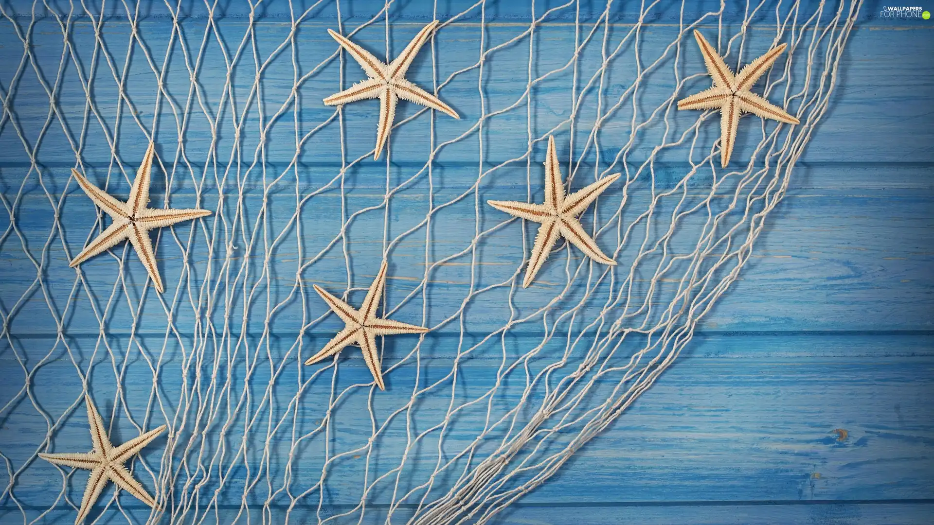 starfish, decoration, net