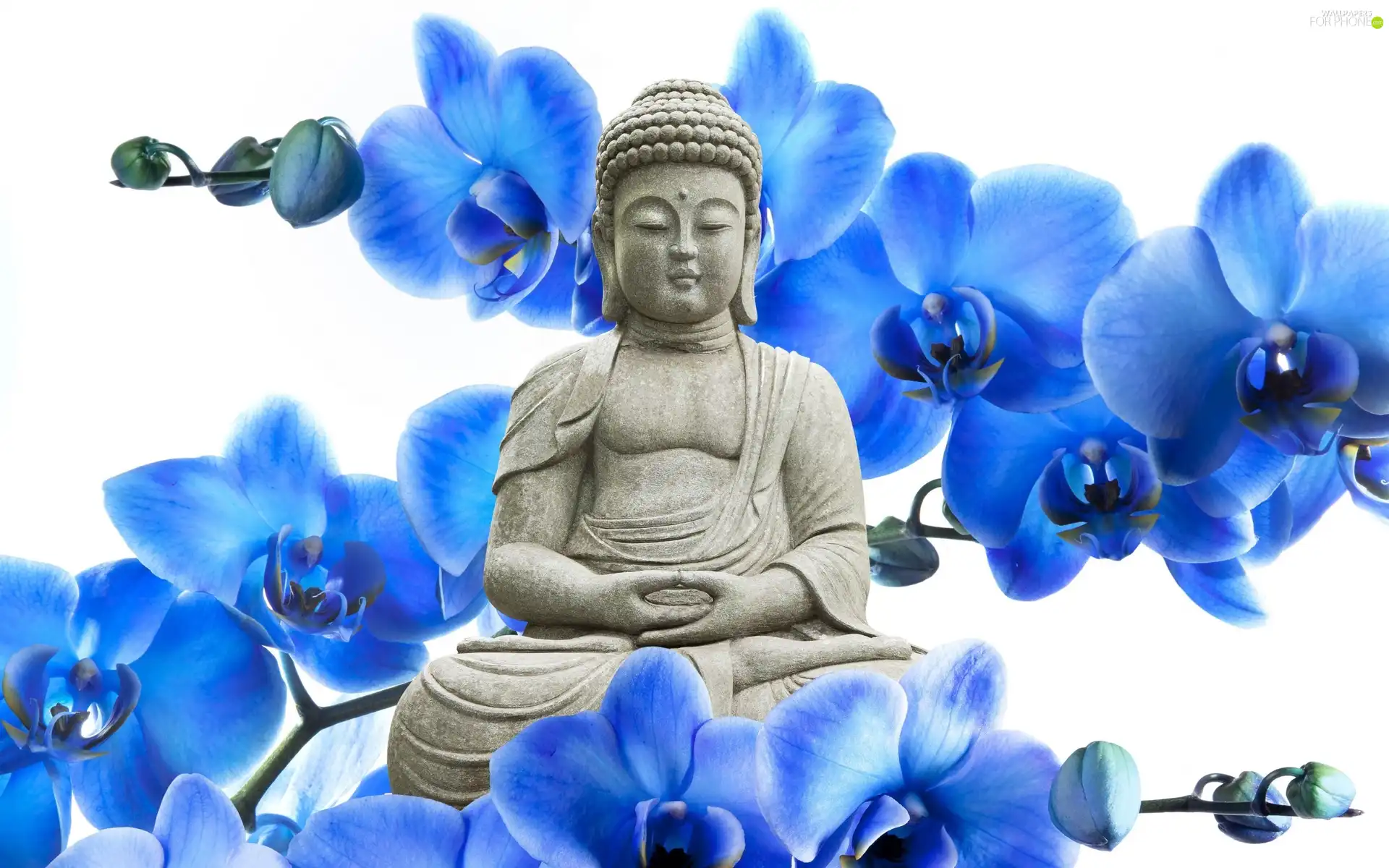 blue, orchids, Statue of Buddha, Flowers