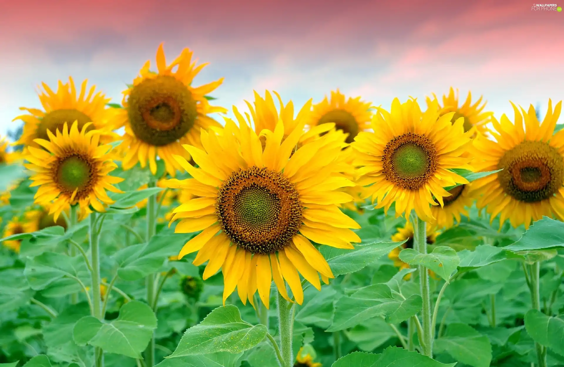 Sky, Nice sunflowers, stems