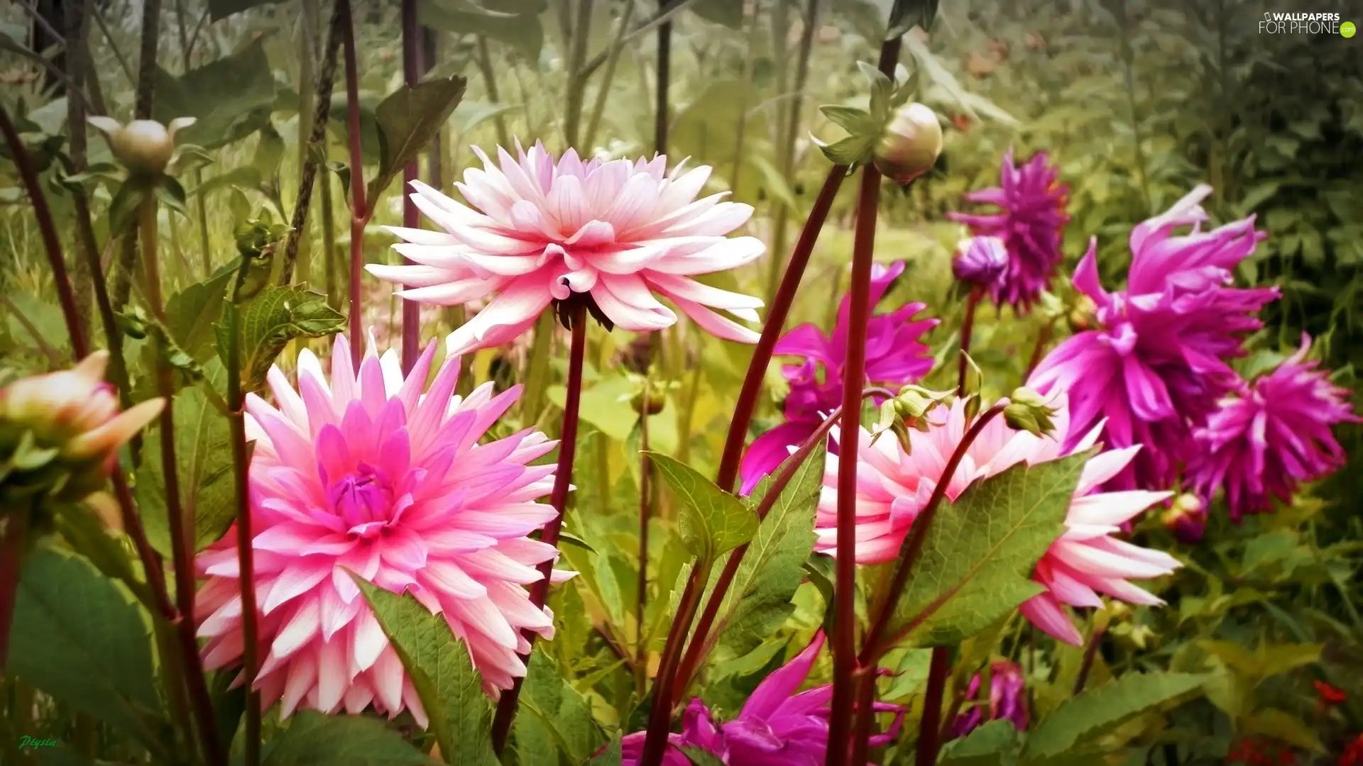 stems, dahlias, Pink