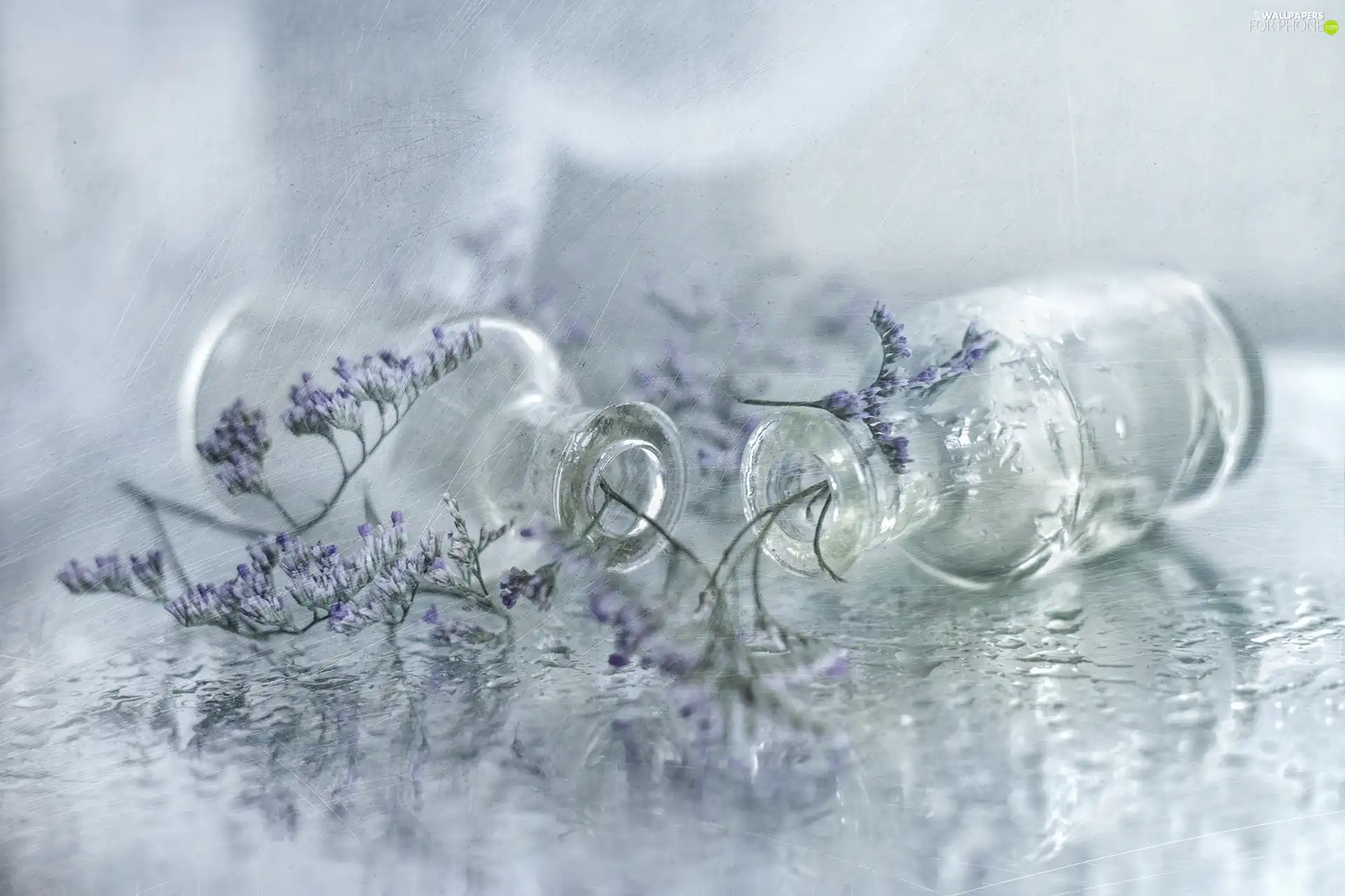 Bottles, Two, Plants, still life, dry, glass