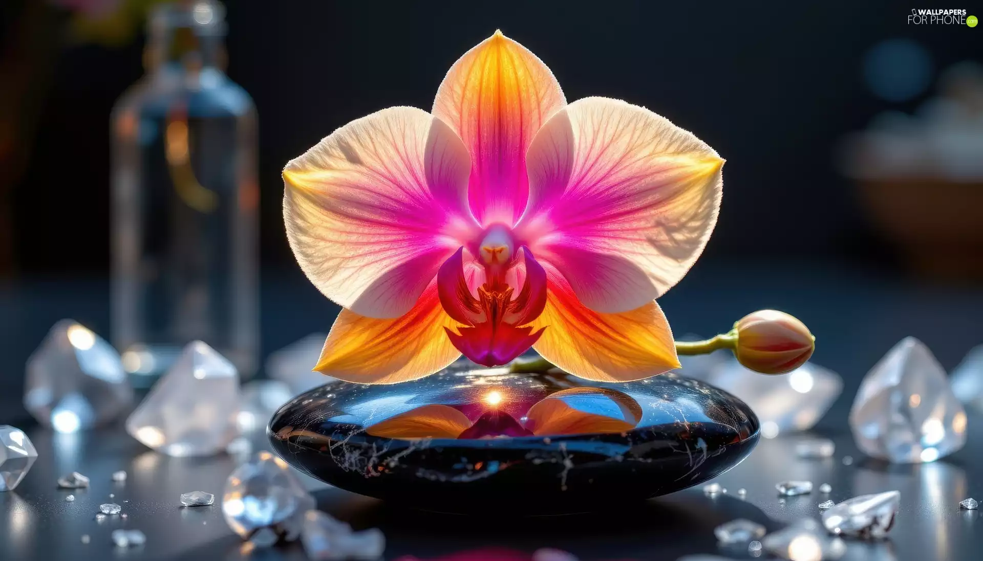 crystals, Ai, orchid, Stone, Colourfull Flowers