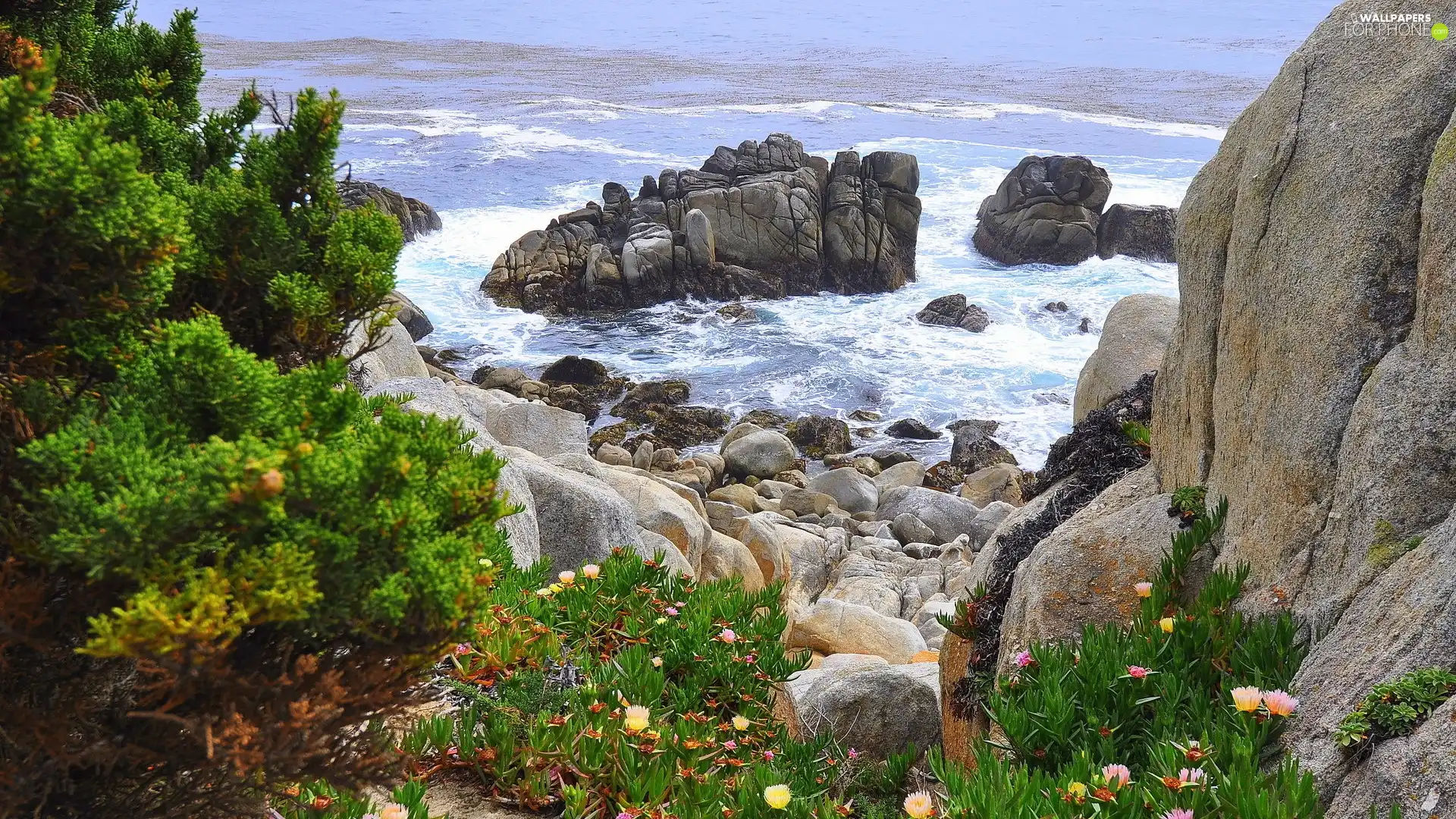 Stones, Bush, Waves, rocks, sea