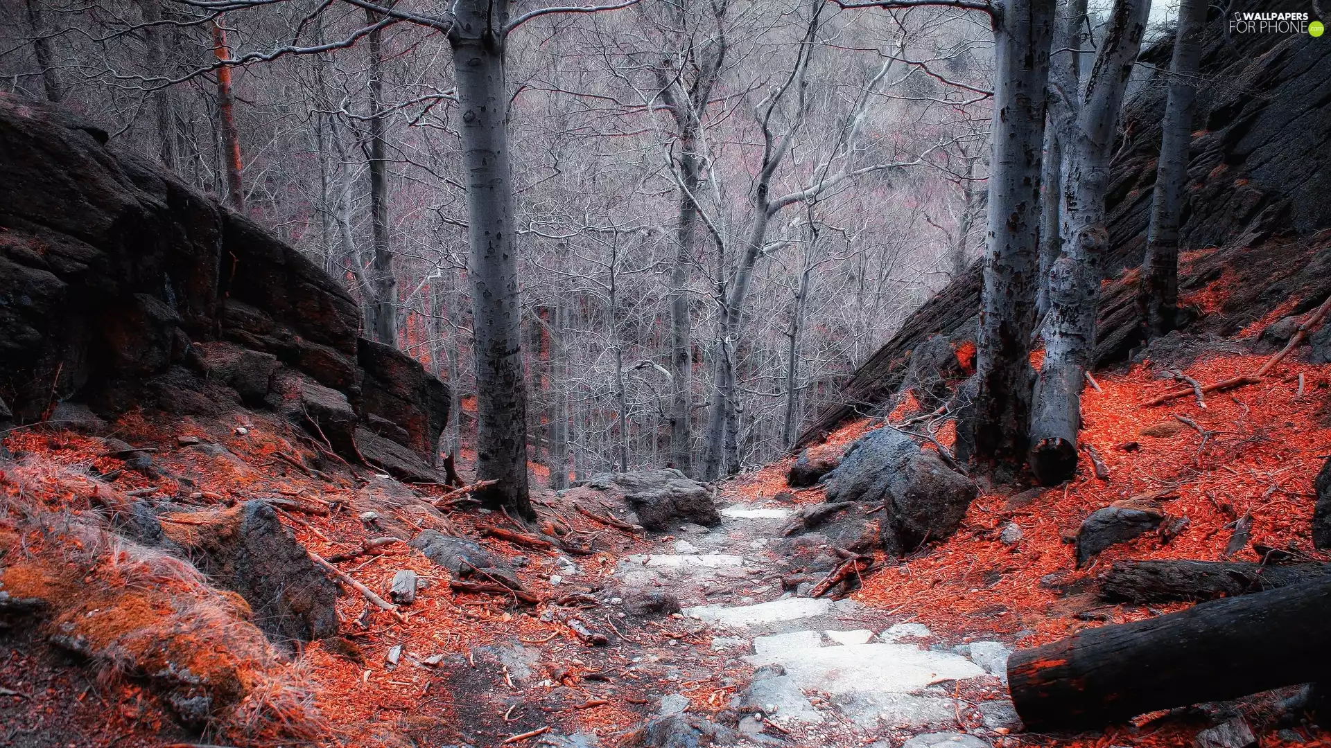 Stones, leafless, viewes, Leaf, Way, forest, trees, autumn, fallen, rocks