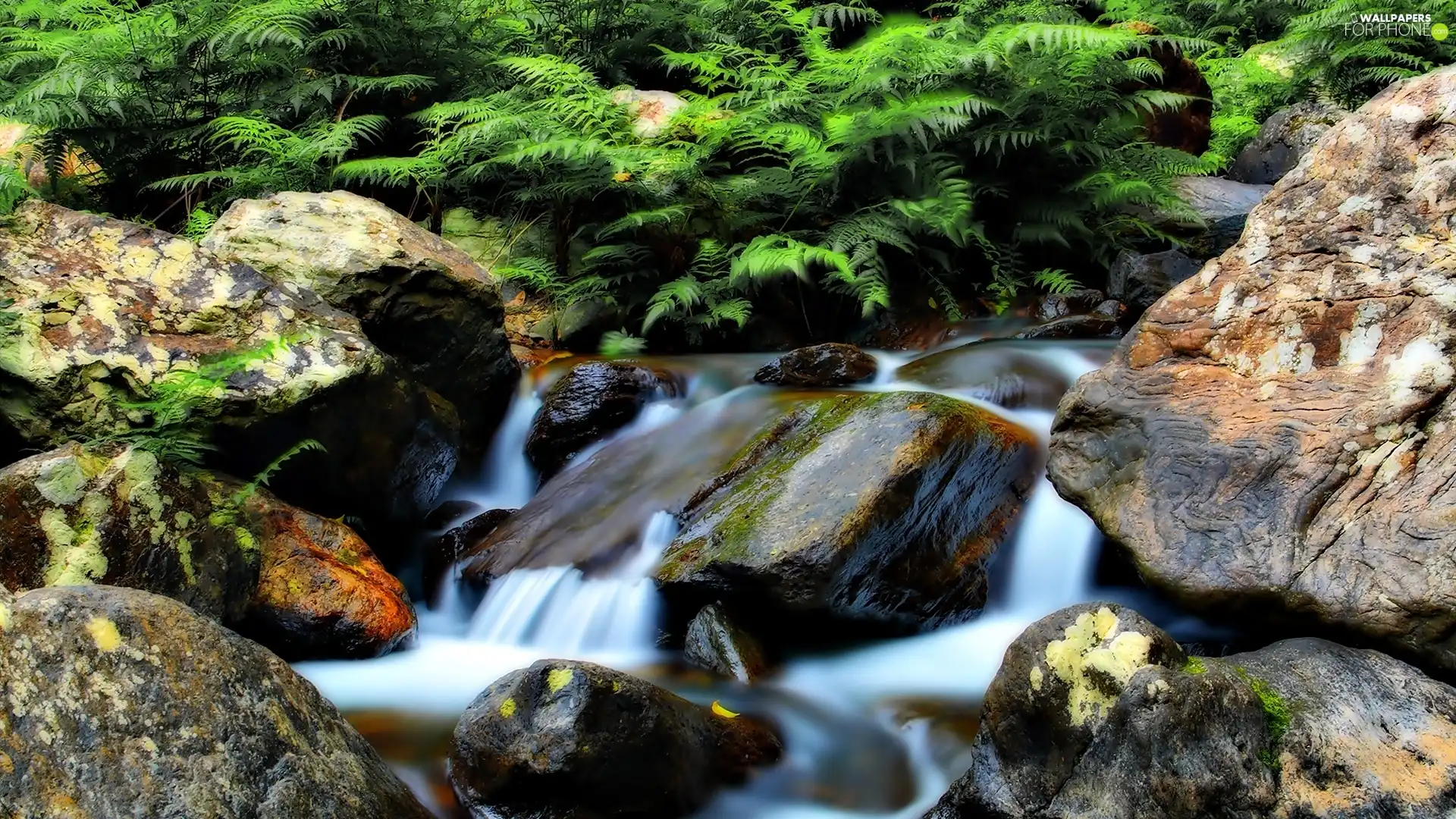 Stones, Fern, stream, rocks, mountainous