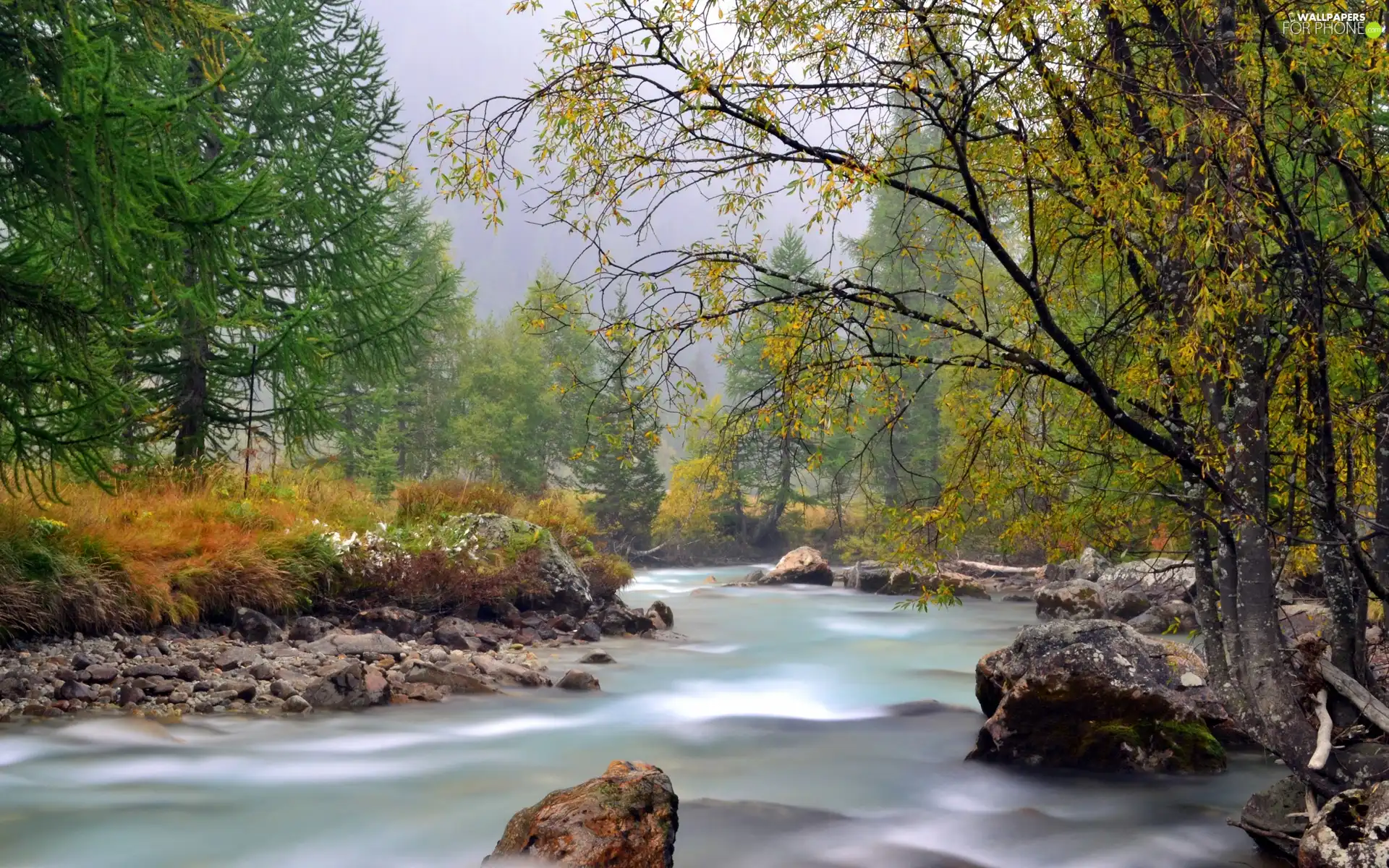 Stones, River, forest