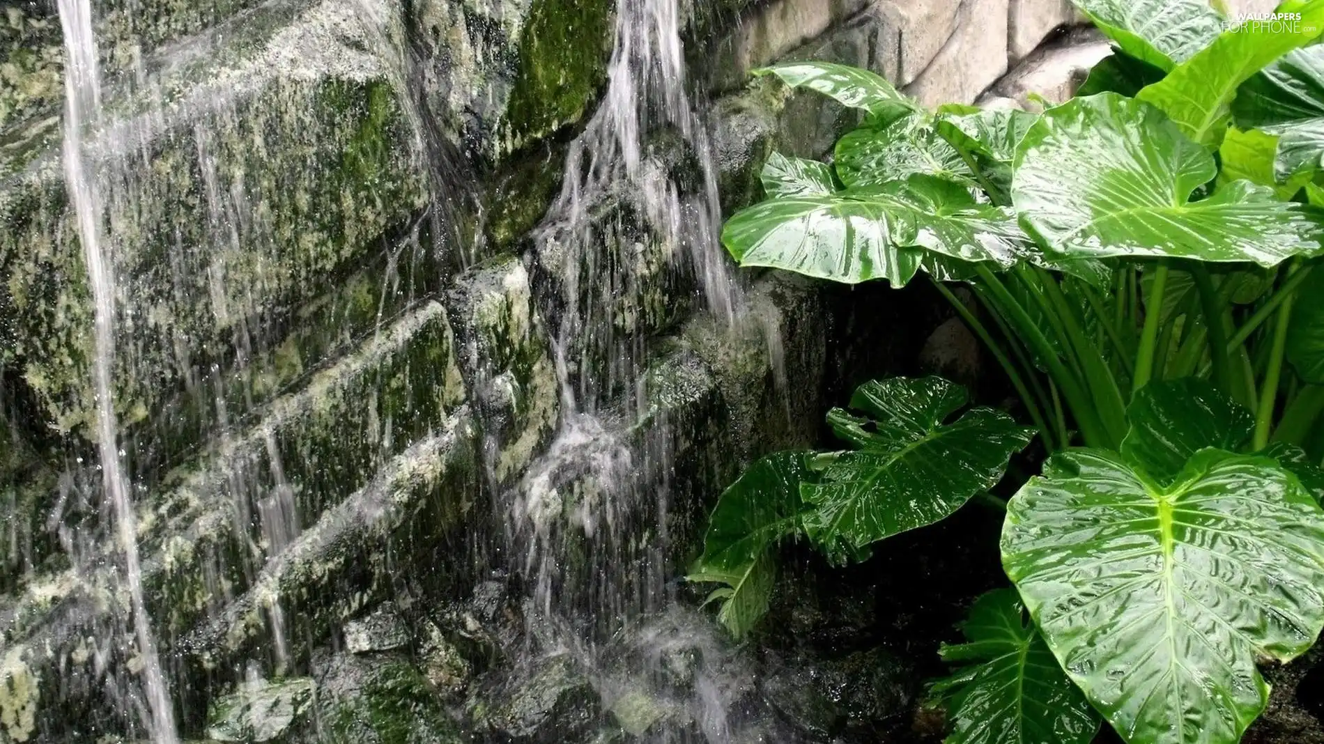 Stones, water, Leaf