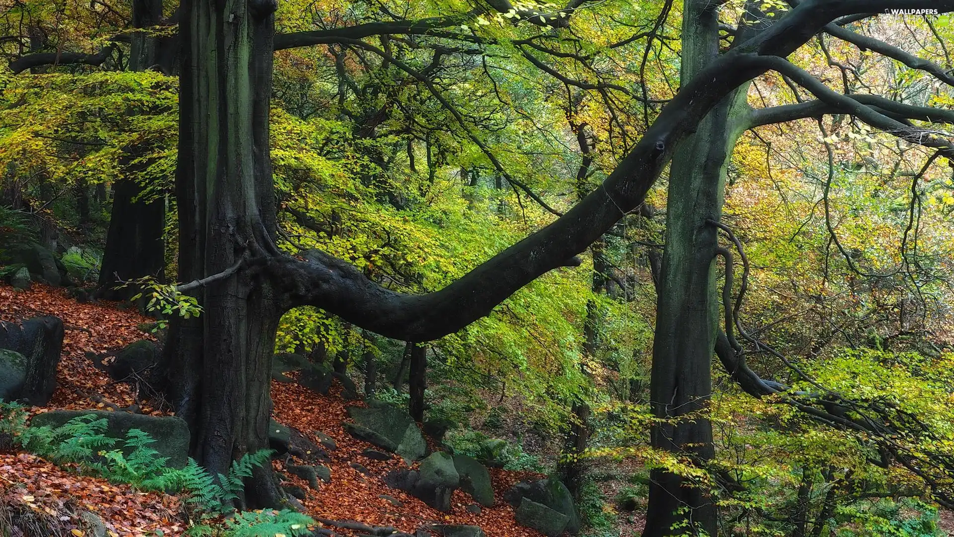 viewes, green ones, Leaf, trees, forest, fallen, Stones