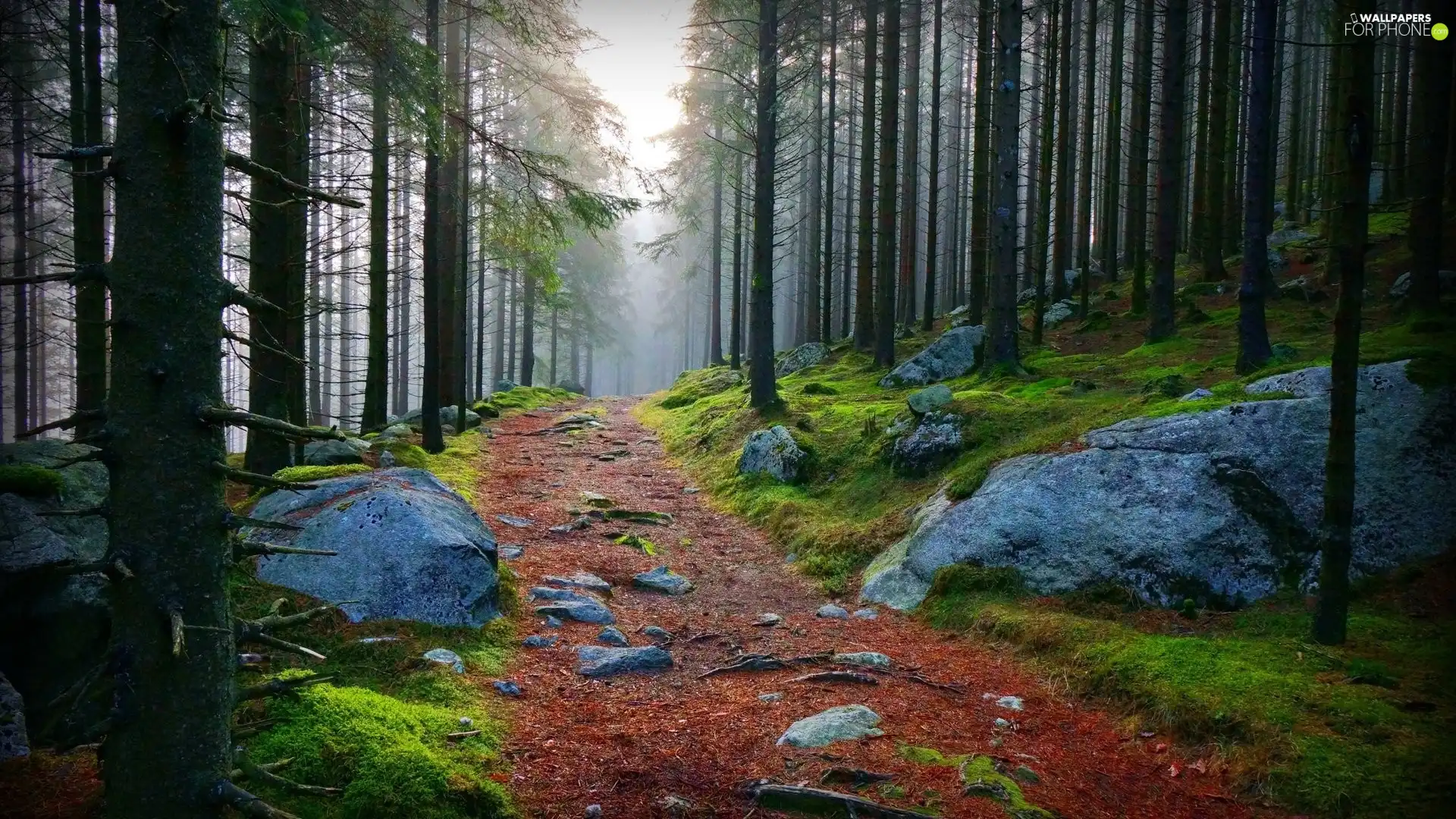 Stones, forest, Path