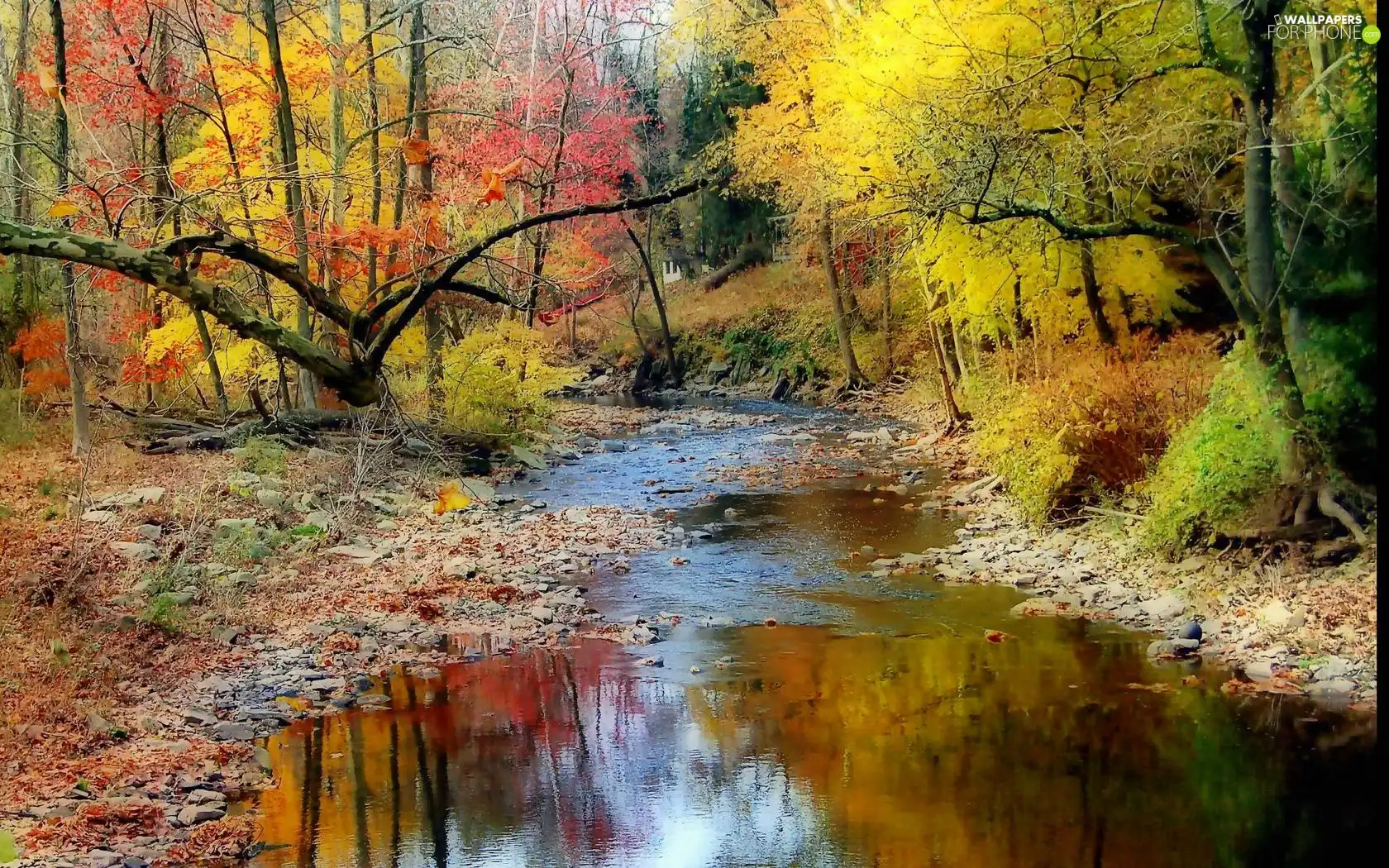 forest, Colours, Stones, reflection, River, autumn