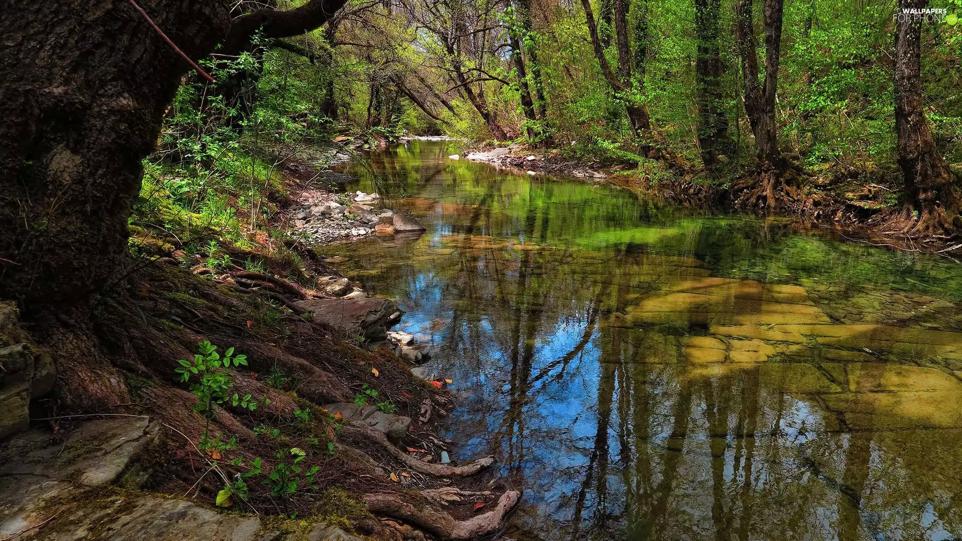trees, forest, roots, Stones, viewes, River